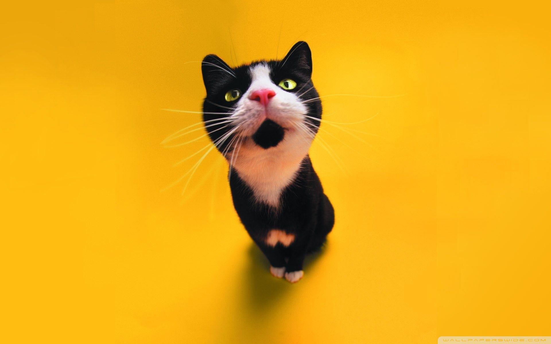 Funny Cat ❤ 4K HD Desktop Wallpaper for 4K Ultra HD TV • Tablet
