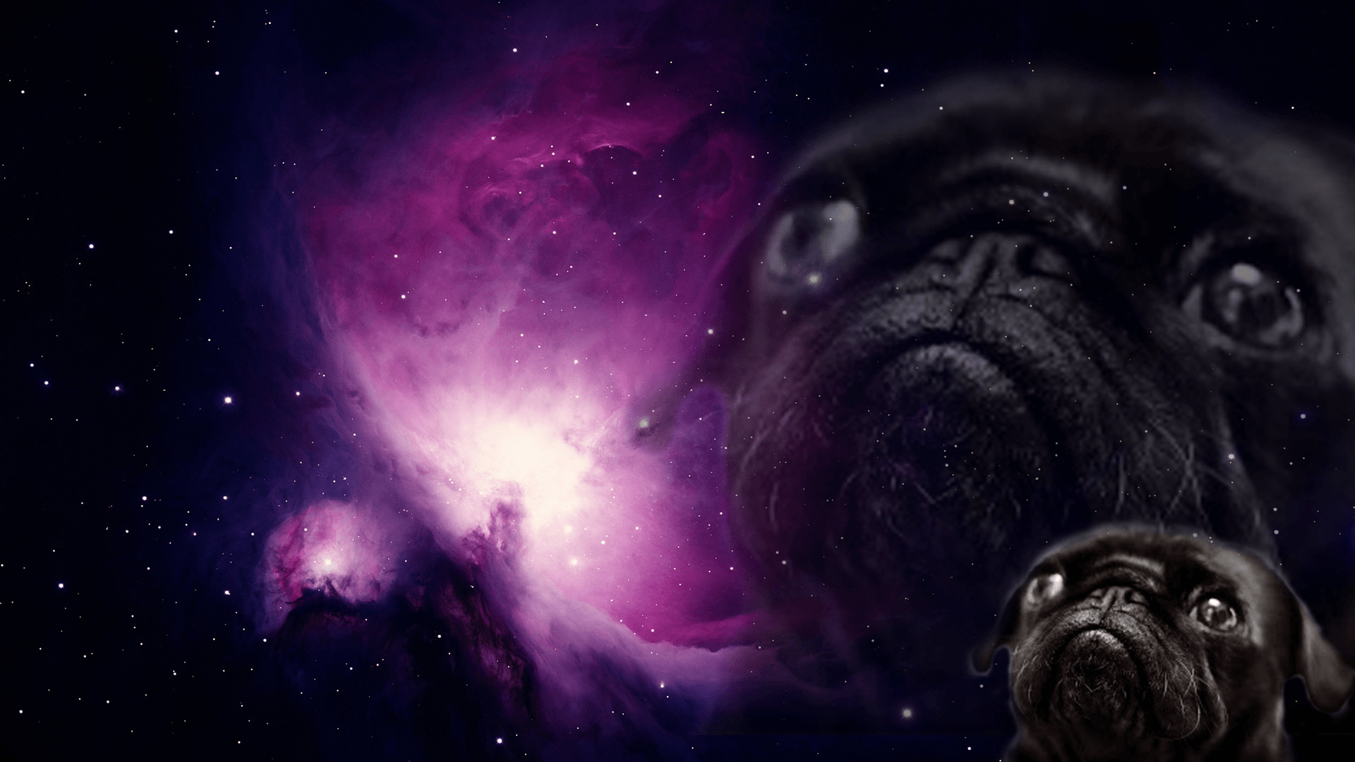 Pug in space wallpaper