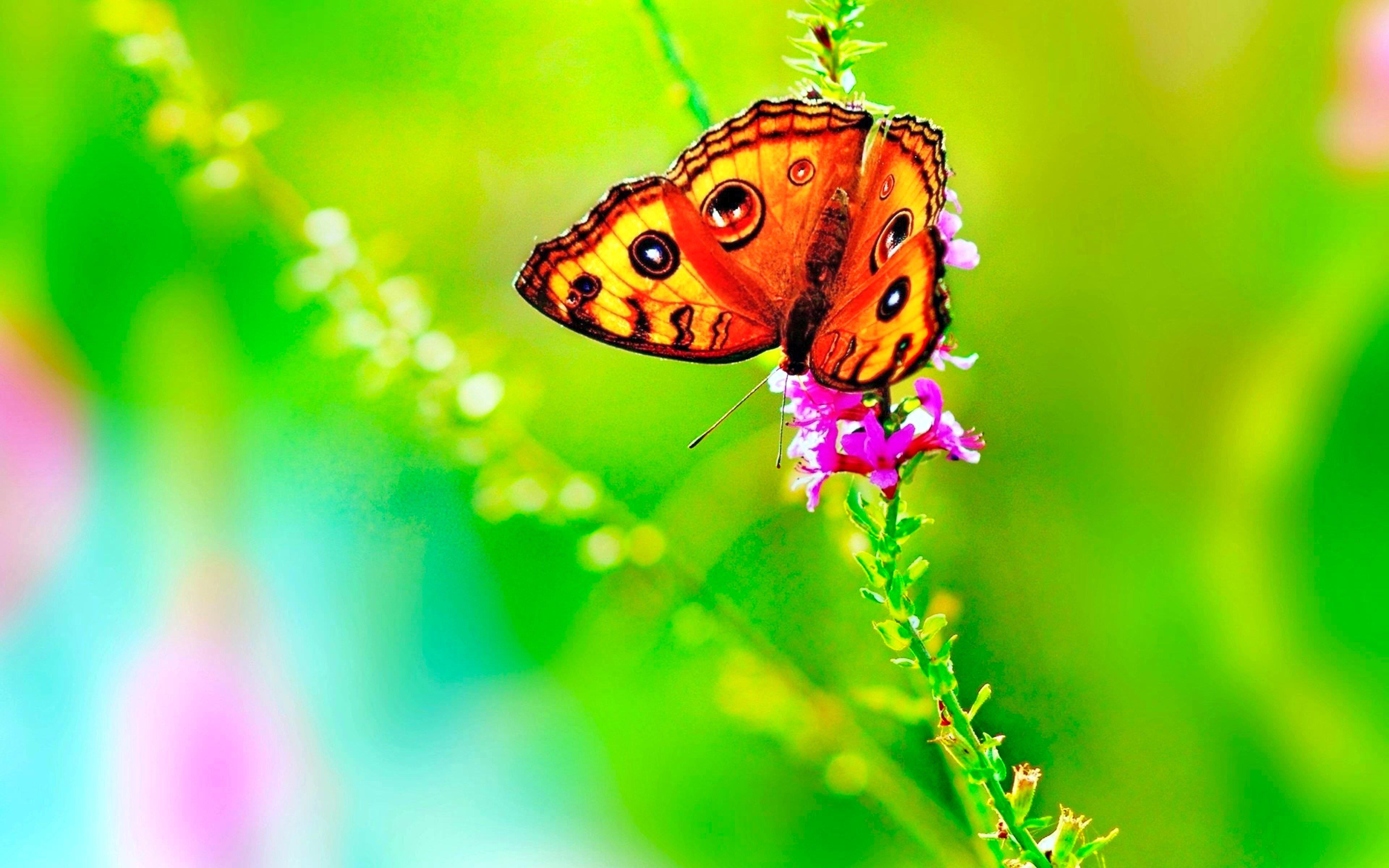 Butterfly wallpaper HD for desktop background