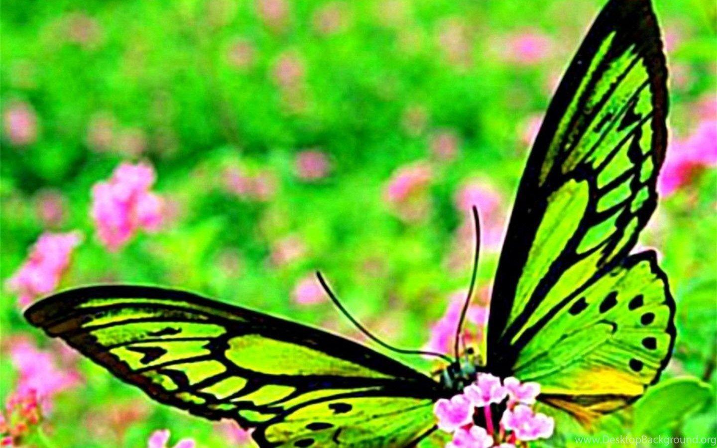 Butterflies: Butterfly Neon Bright Colorful Butterfly Neon Pink