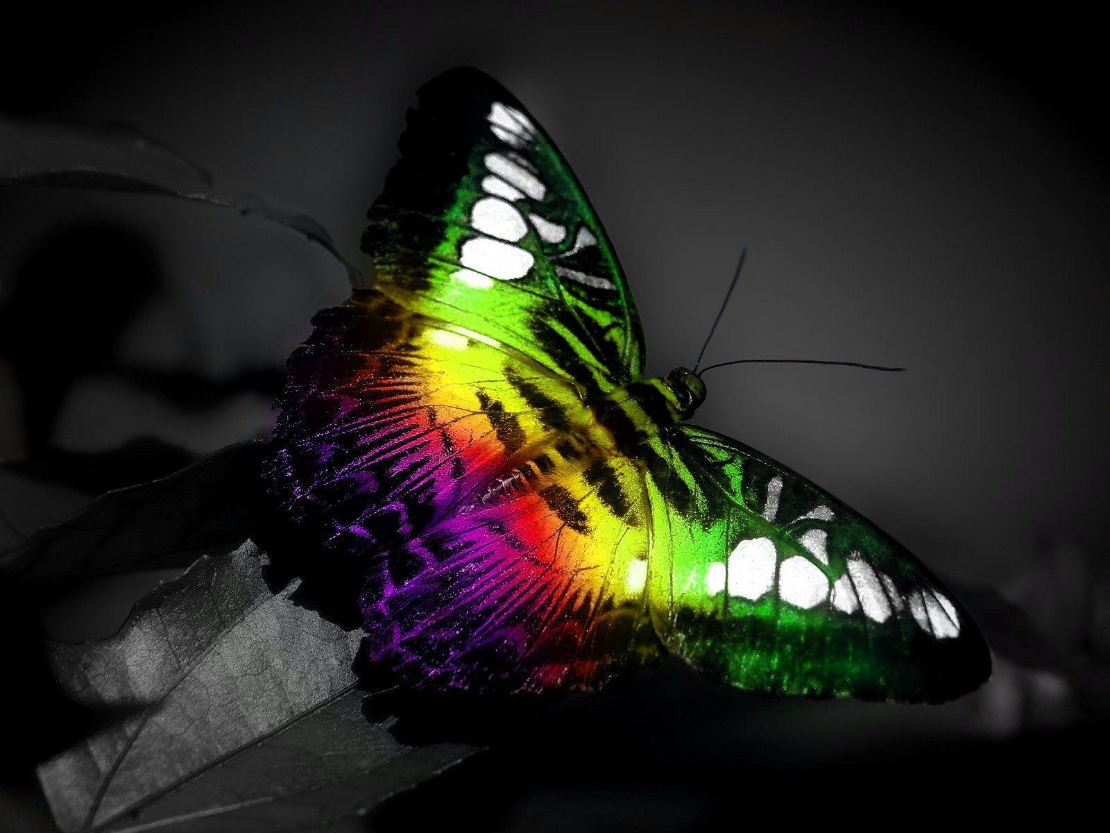 Butterfly Wallpaper Share Android Apps on Google Play. HD