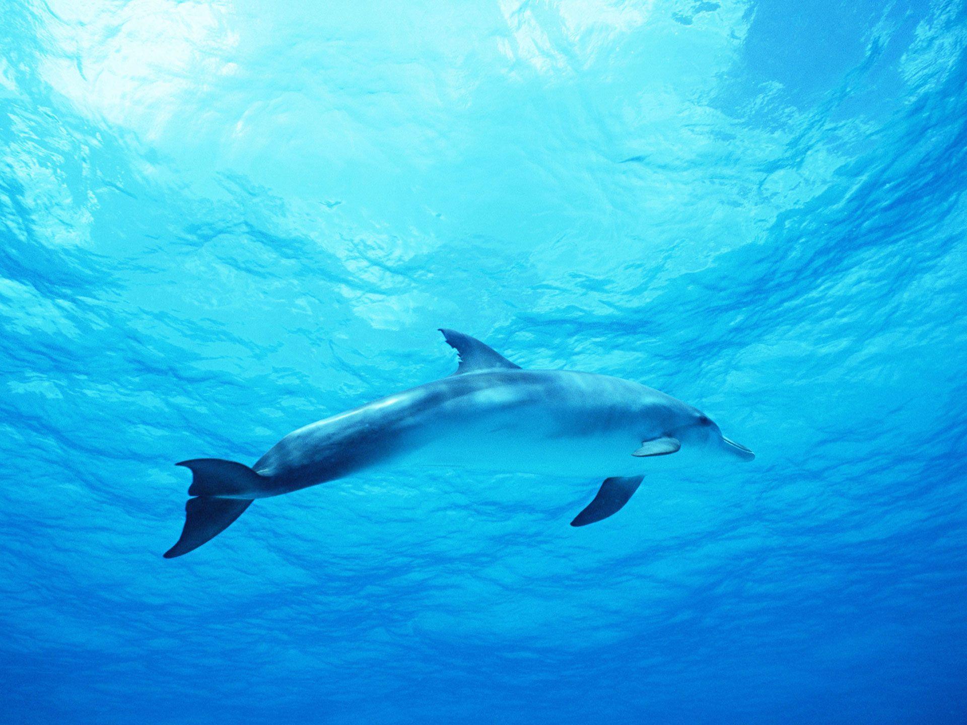 Dolphin in Deep Blue Sea Wallpaper /animals