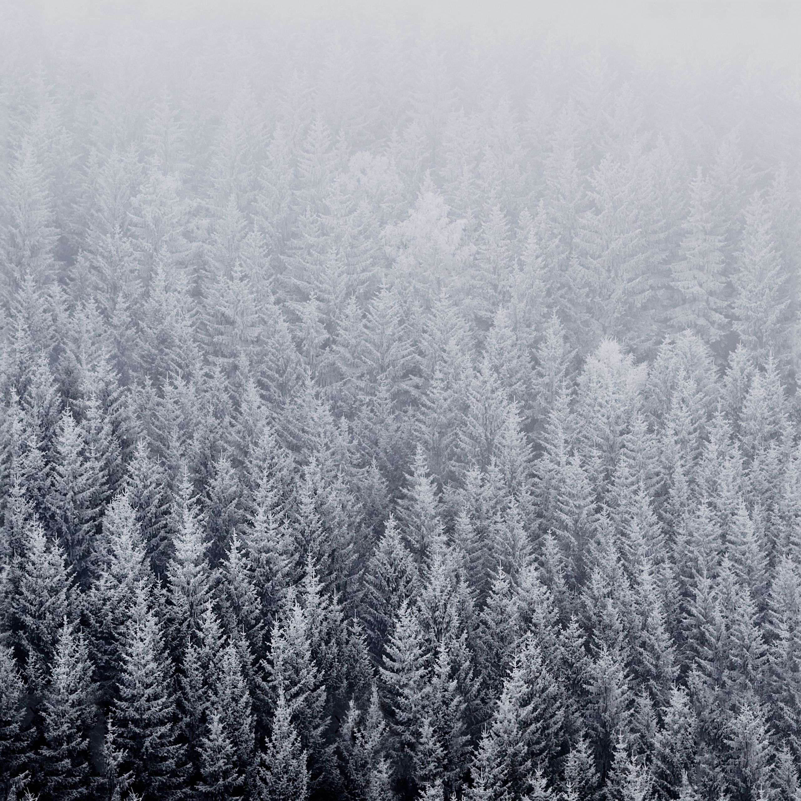 Download the new iOS 8 wallpaper