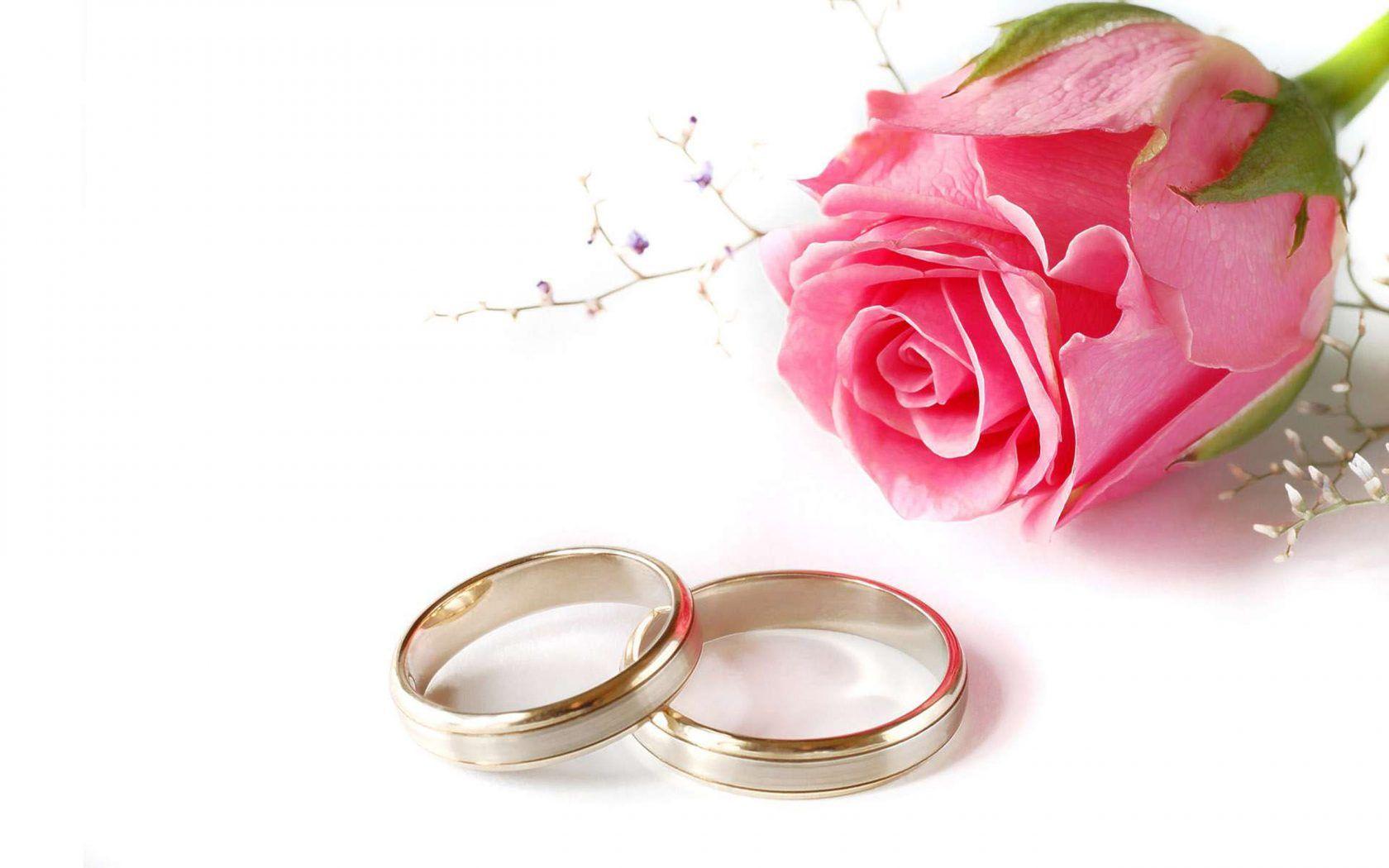 Pink Rose Flower Wedding Rings Love Desktop HD Wallpaper Background