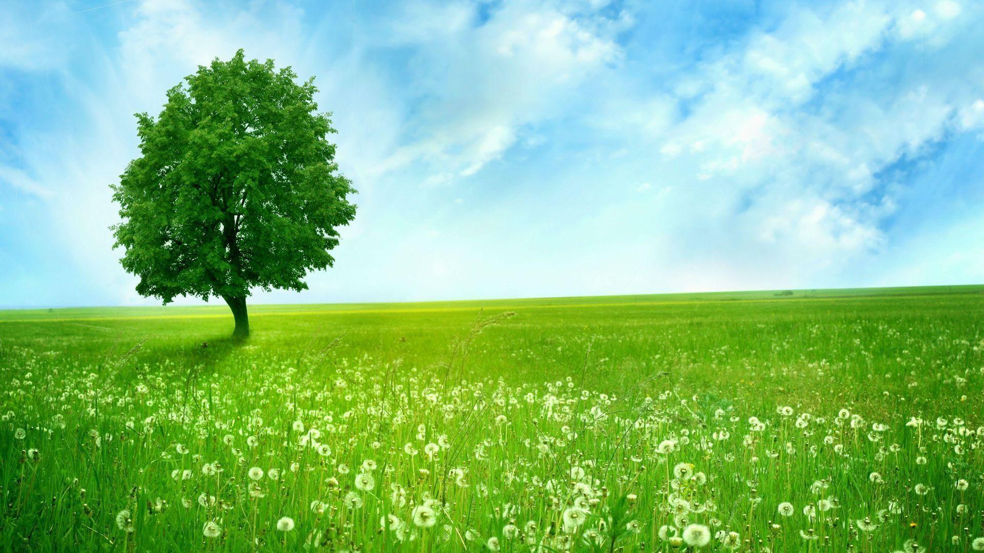 Download Beautiful Clean Green Nature Wallpaper. Full HD