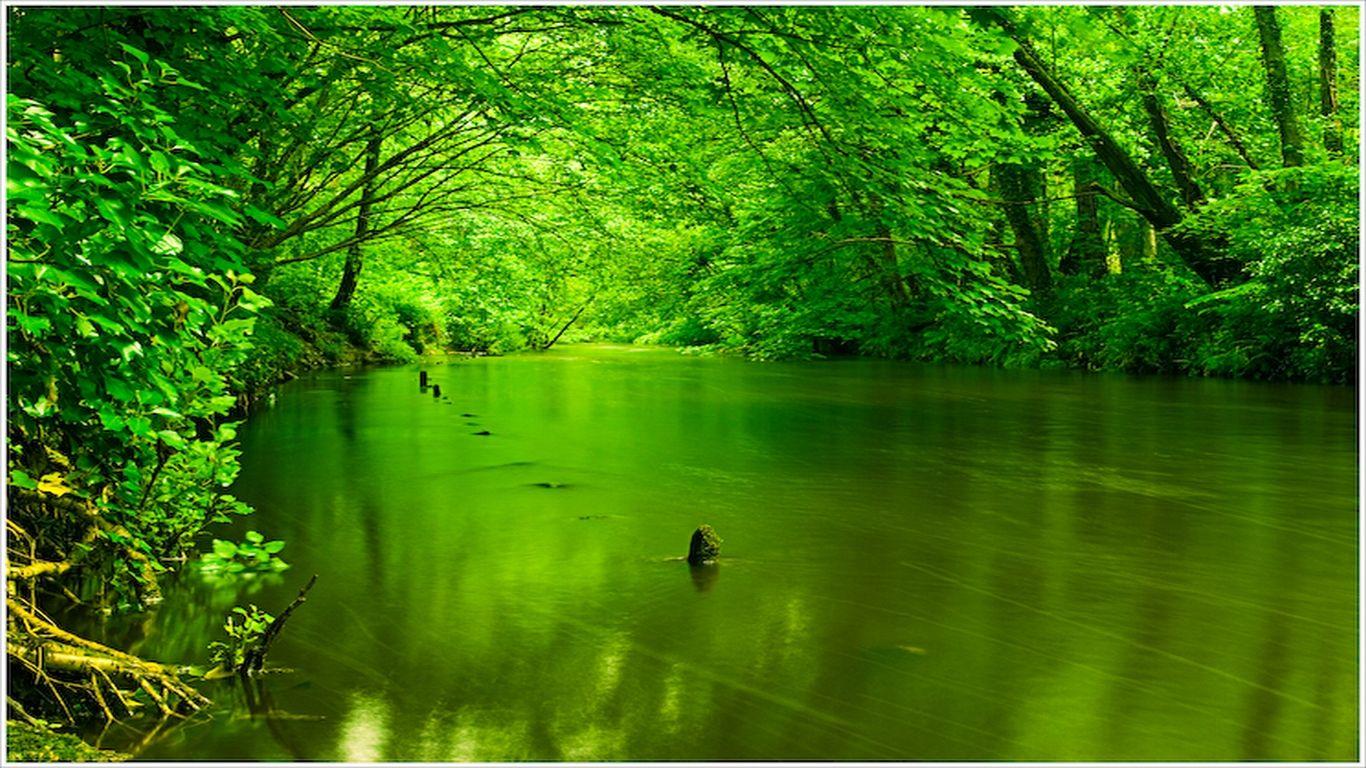 Green Stream Nature Wallpaper
