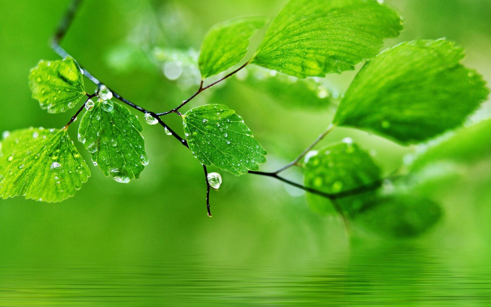 Beauty Green Natural Wallpaper HD /beauty Green