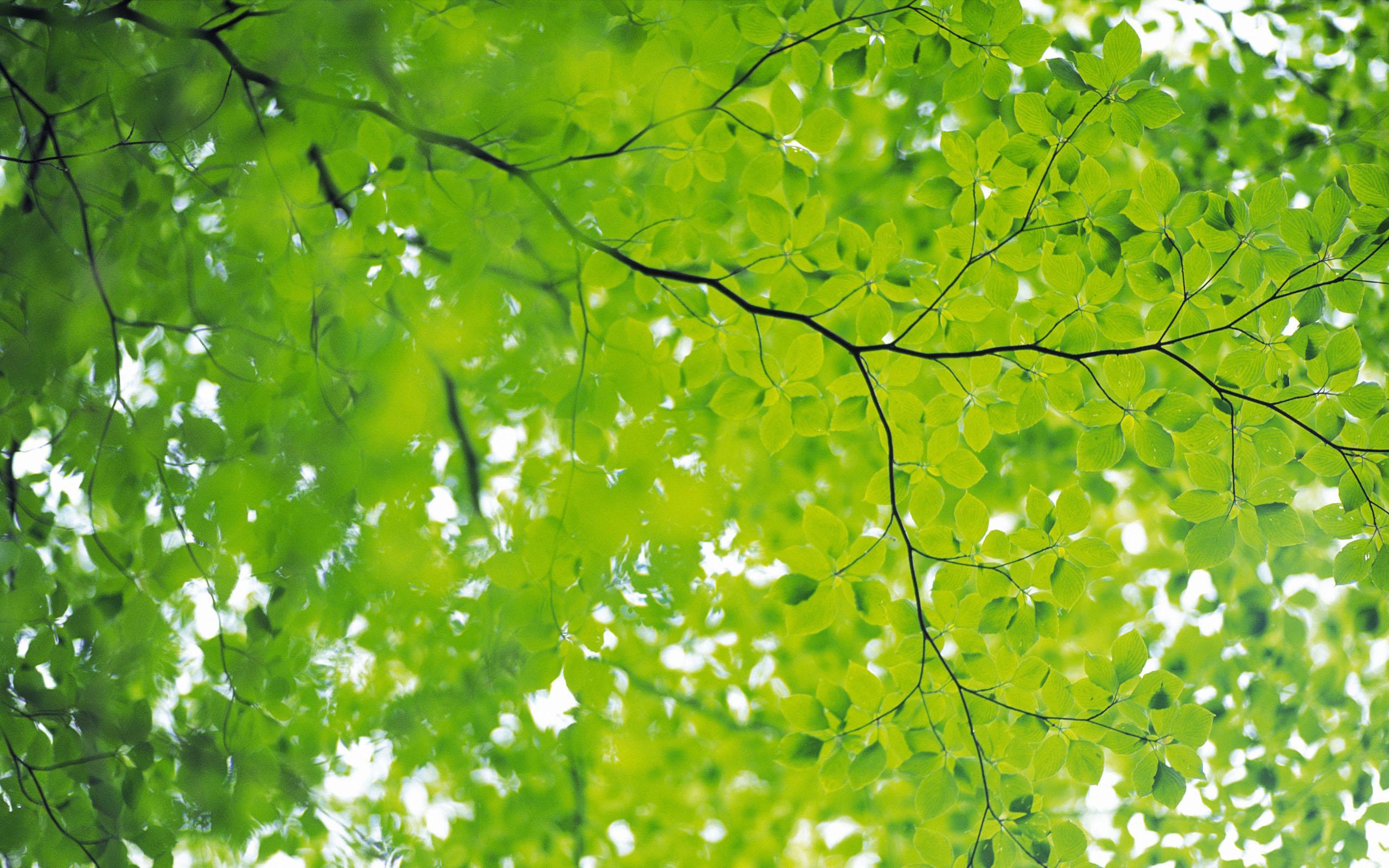 Wallpaper Of Photo Collection Green Nature HD Image High Resolution