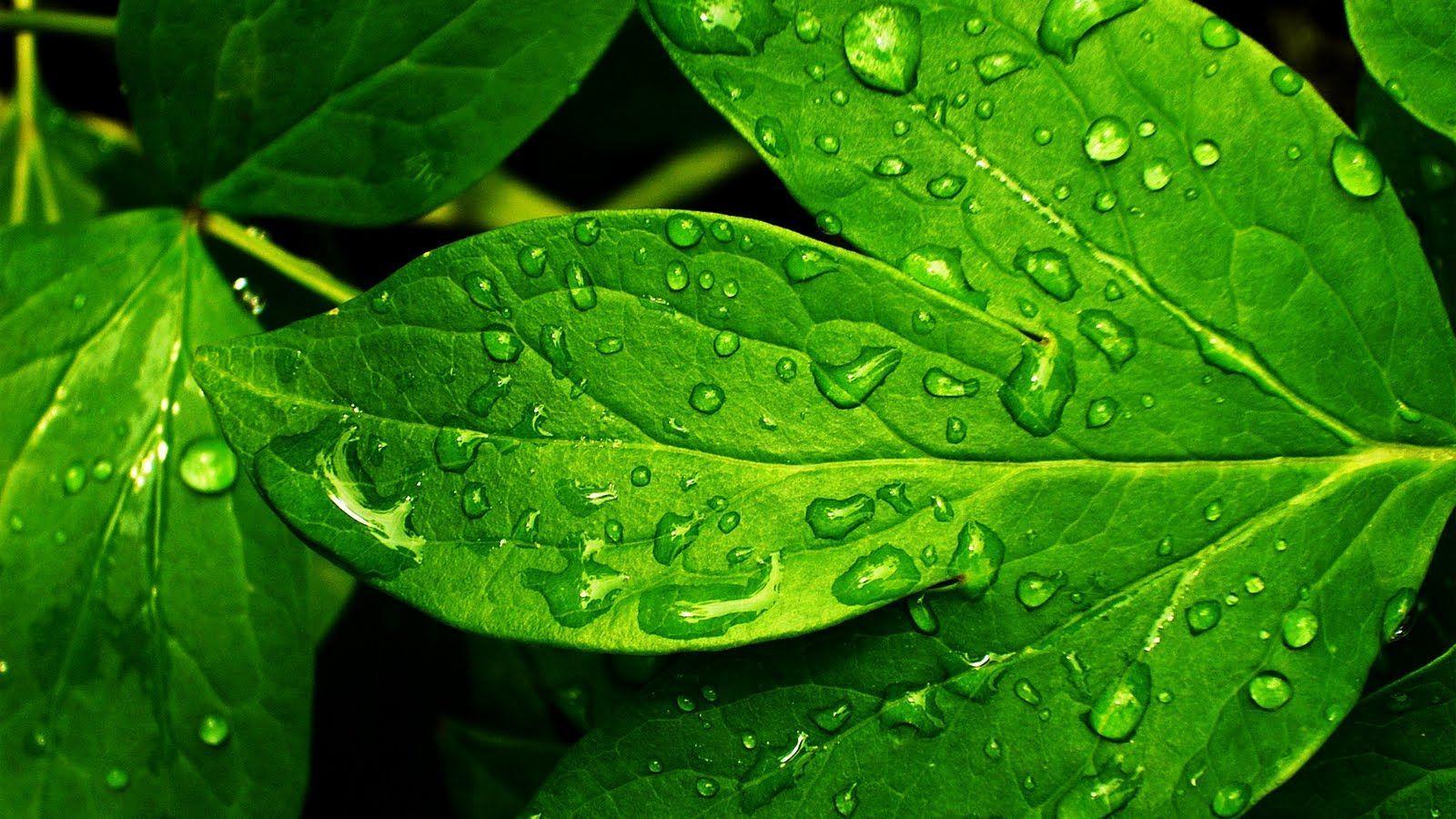 green. nature green wallpaper 23 50 Beautiful Rain Drops Green