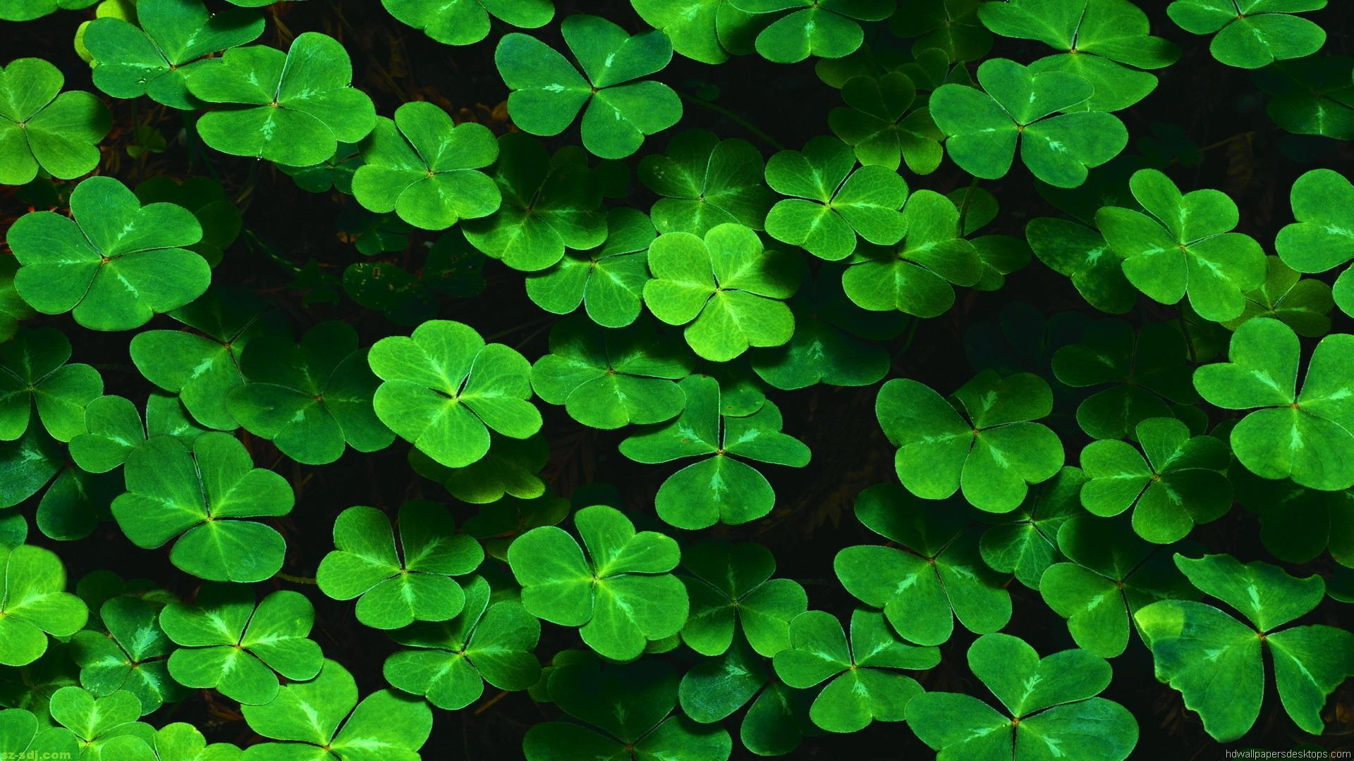 Download Green Leaves Nature Image Wallpaper HD Desktop Mobile