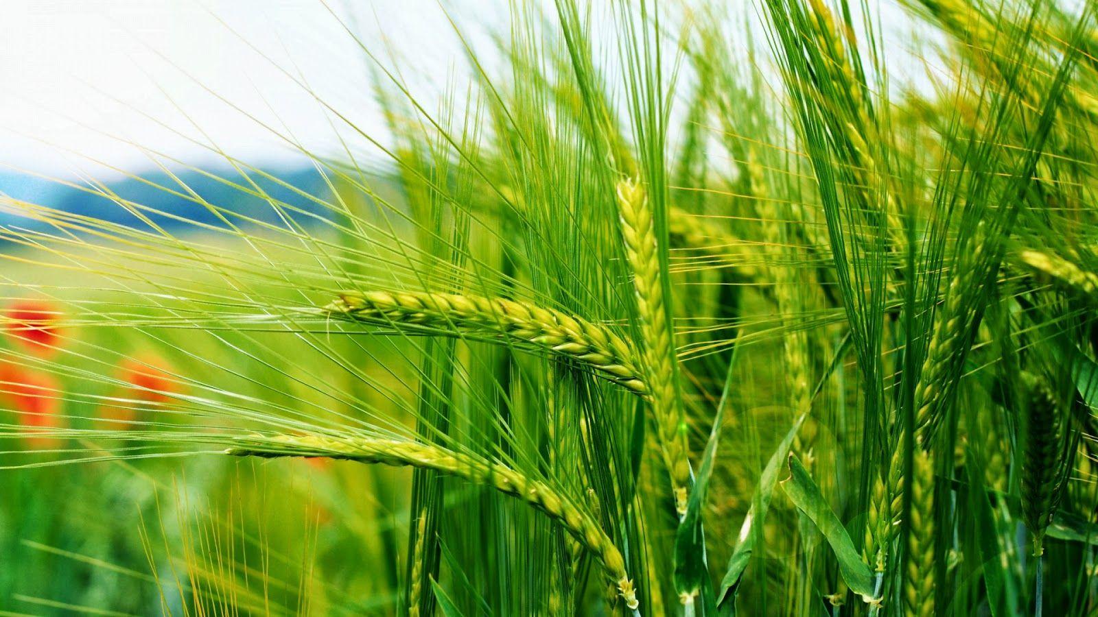 Green Nature Wallpaper HD Picture. To5Animations.Com