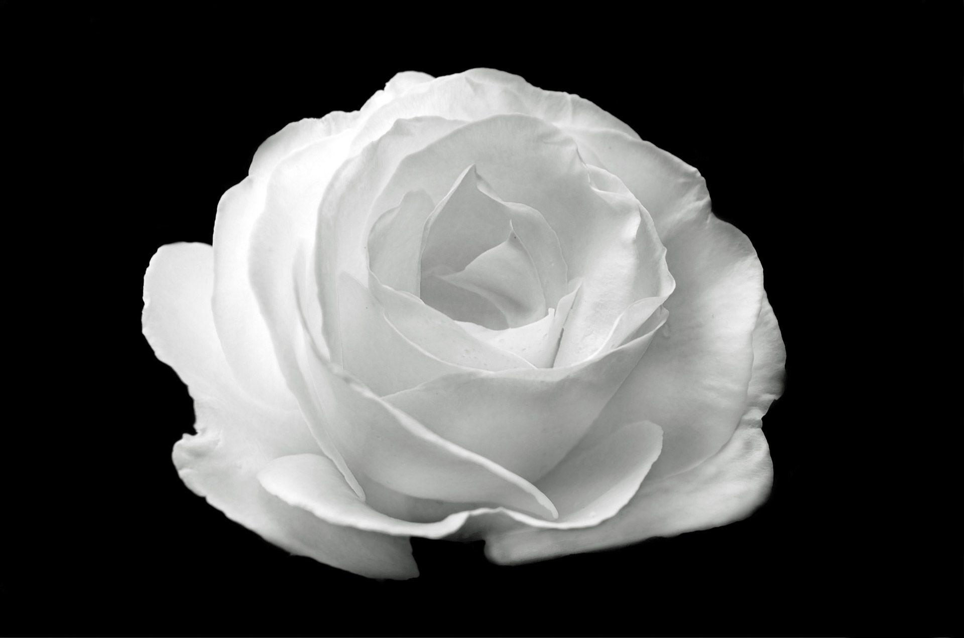 White Rose On The Black Background Free Domain