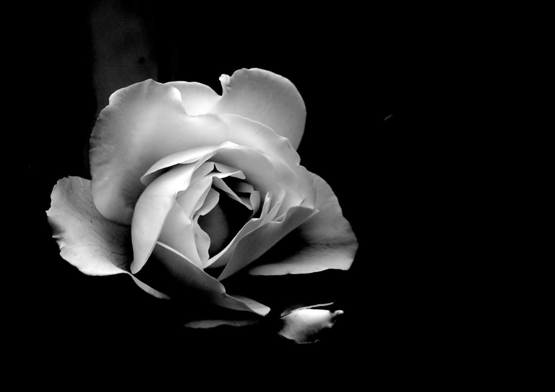 Single White Rose, Black Background Free Domain