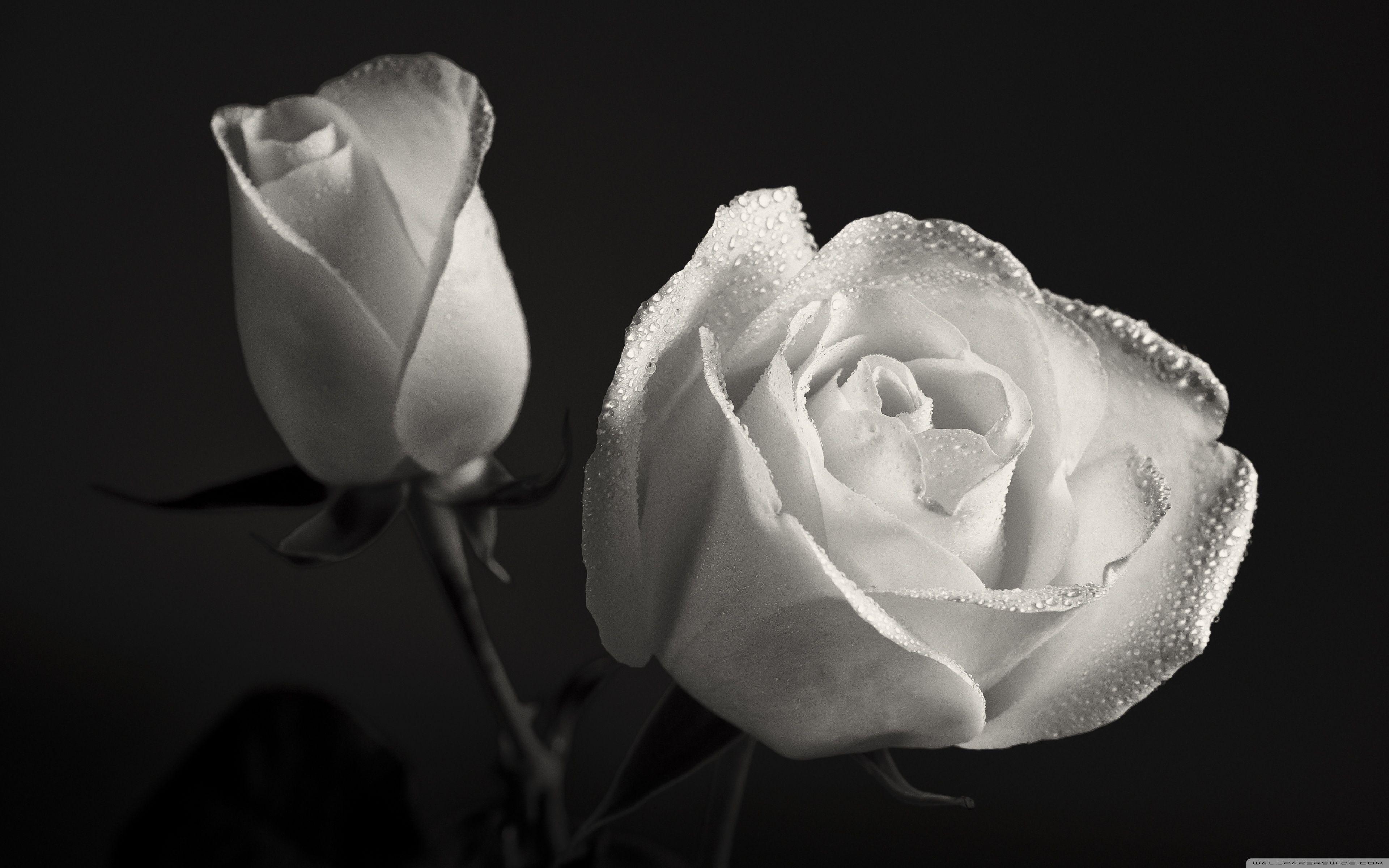White Roses Black Background ❤ 4K HD Desktop Wallpaper for 4K Ultra