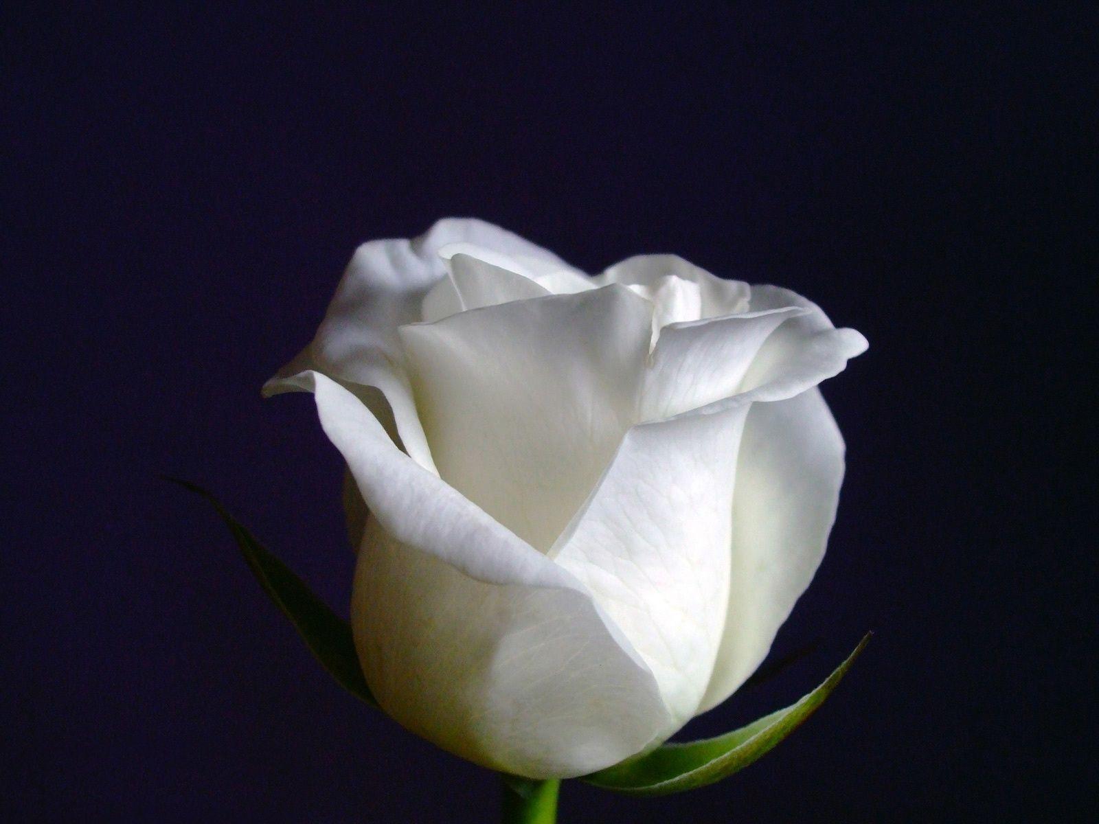 White Rose on Black Background Free and Wallpaper