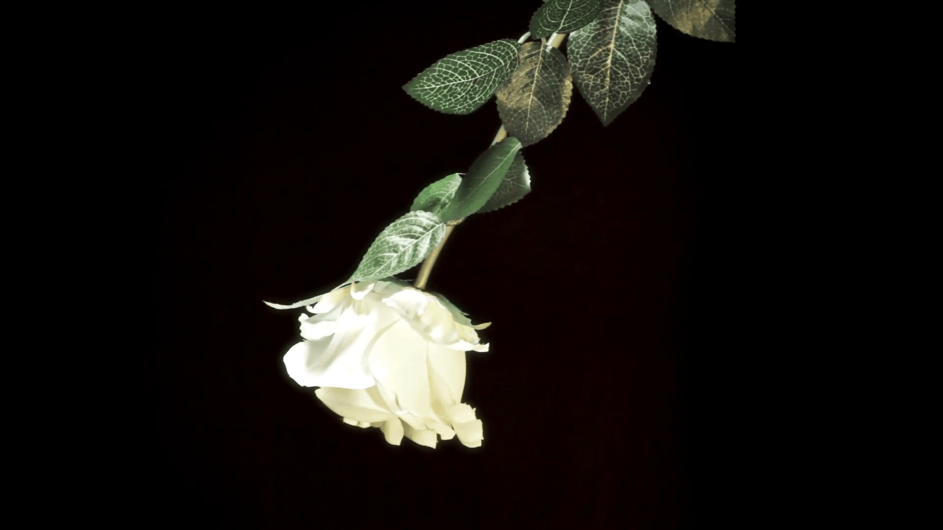 White rose black background. Close up of a white rose isolated on a