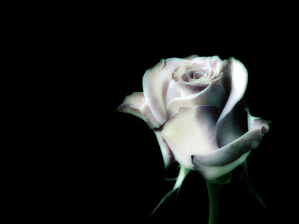 Black And White Rose Wallpaper HD Pics Background Desktop