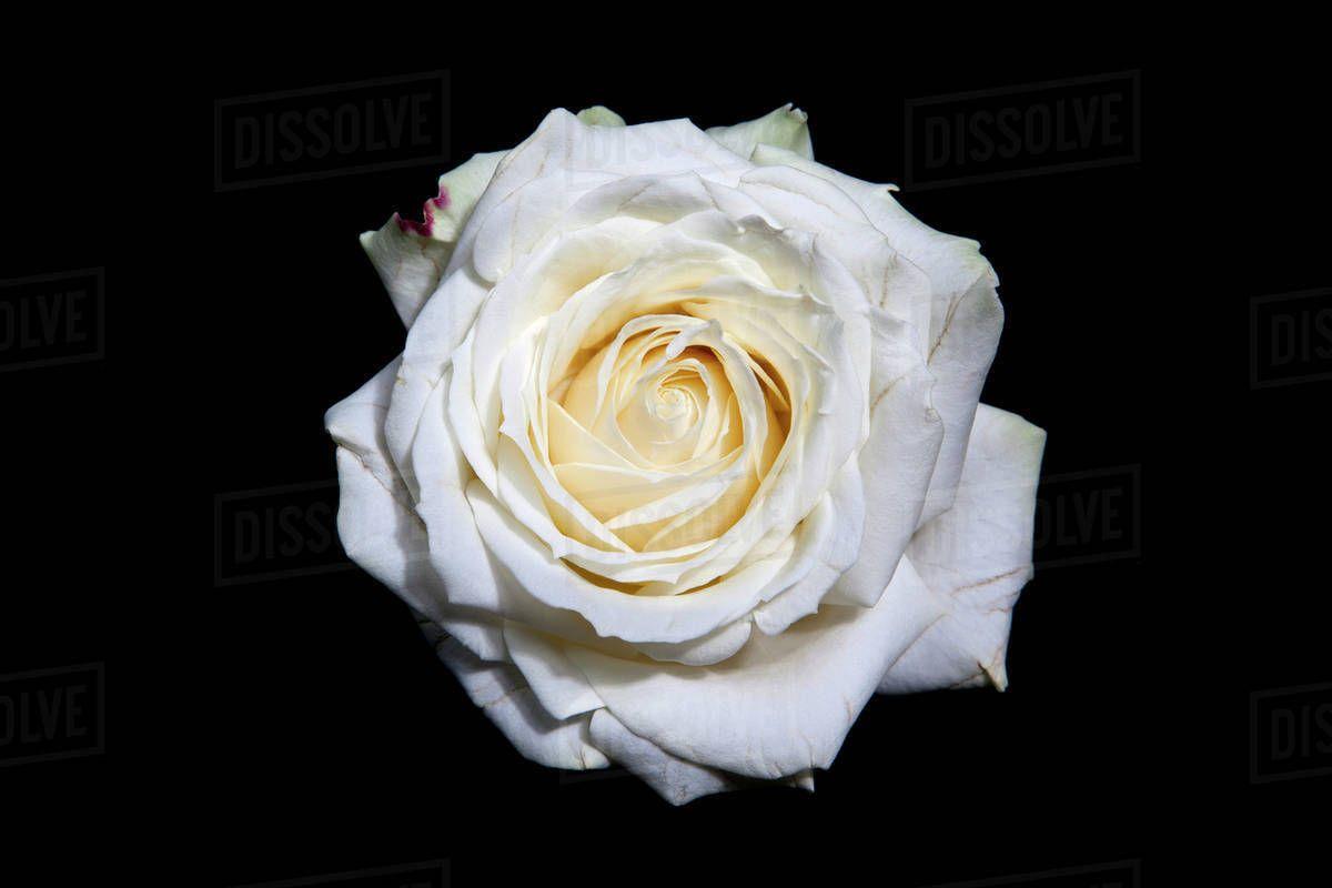 A blooming white rose head on a black background