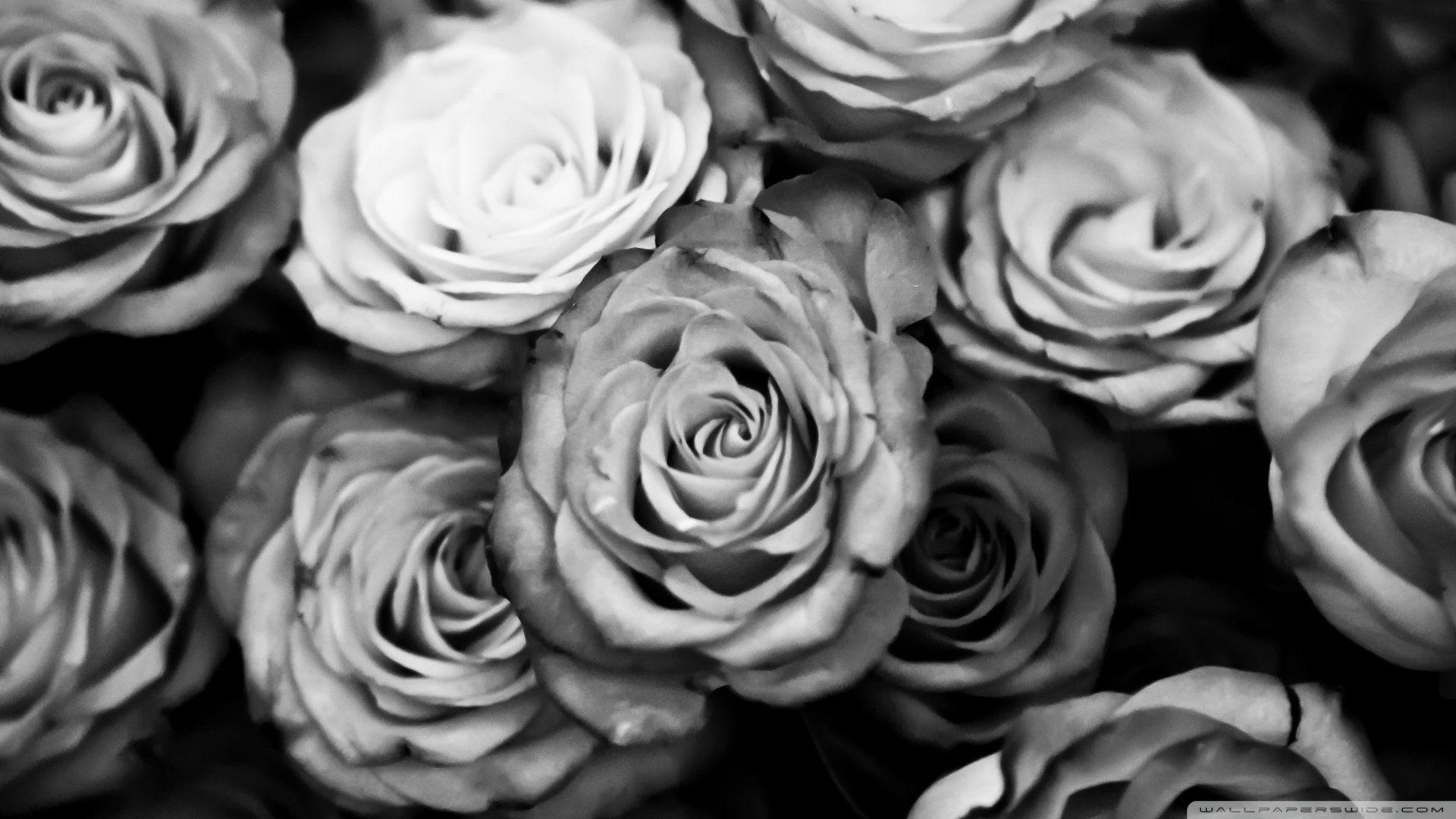 black and white rose background