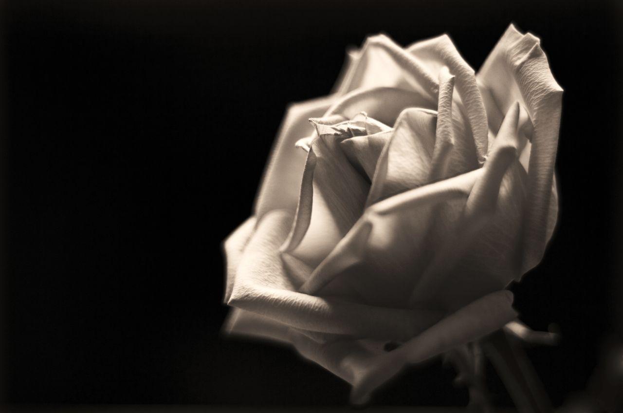 eletragesi: Black Rose Tumblr Background Image