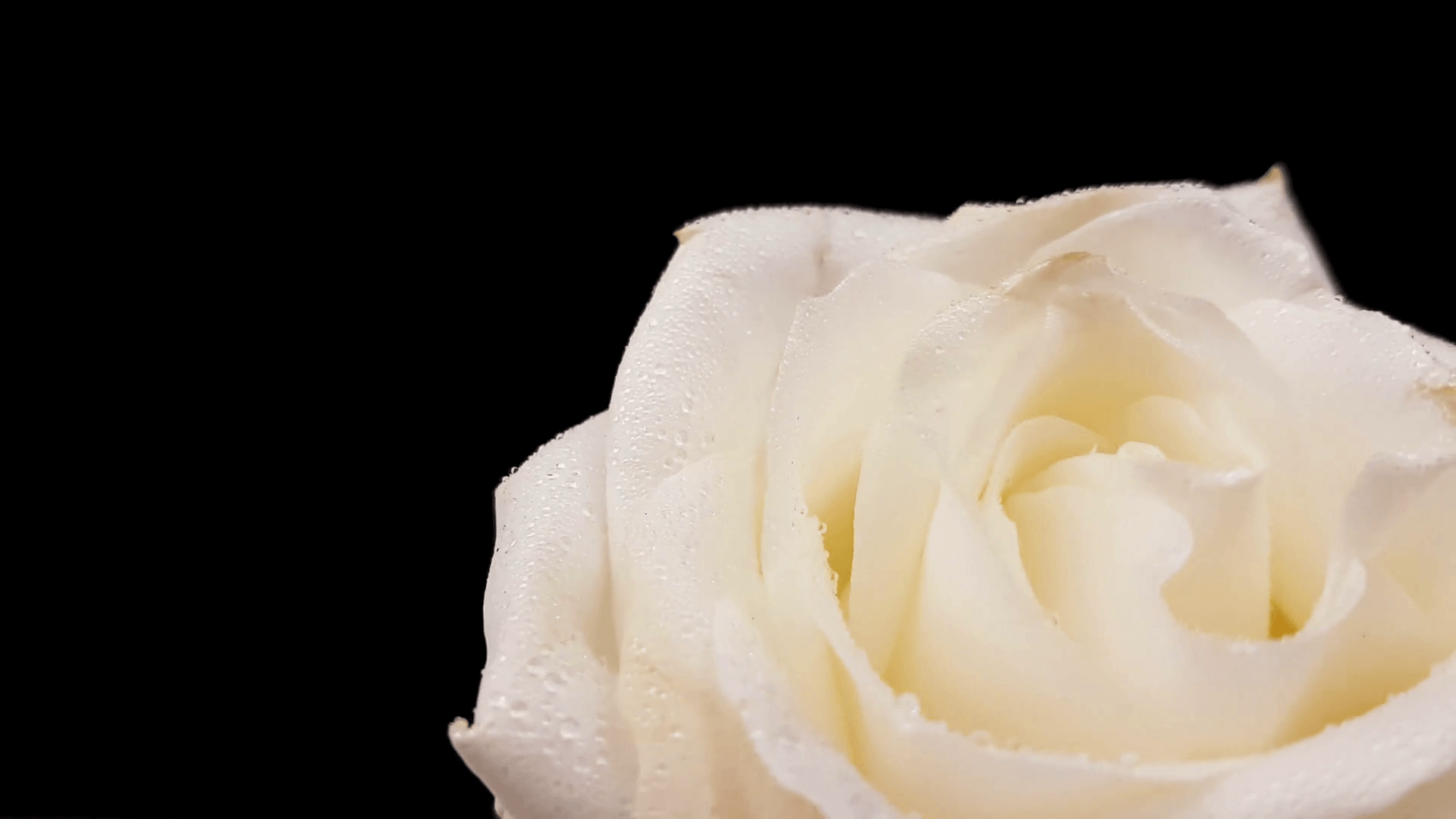 White rose rotating on black background. Loop footage. Stock Video