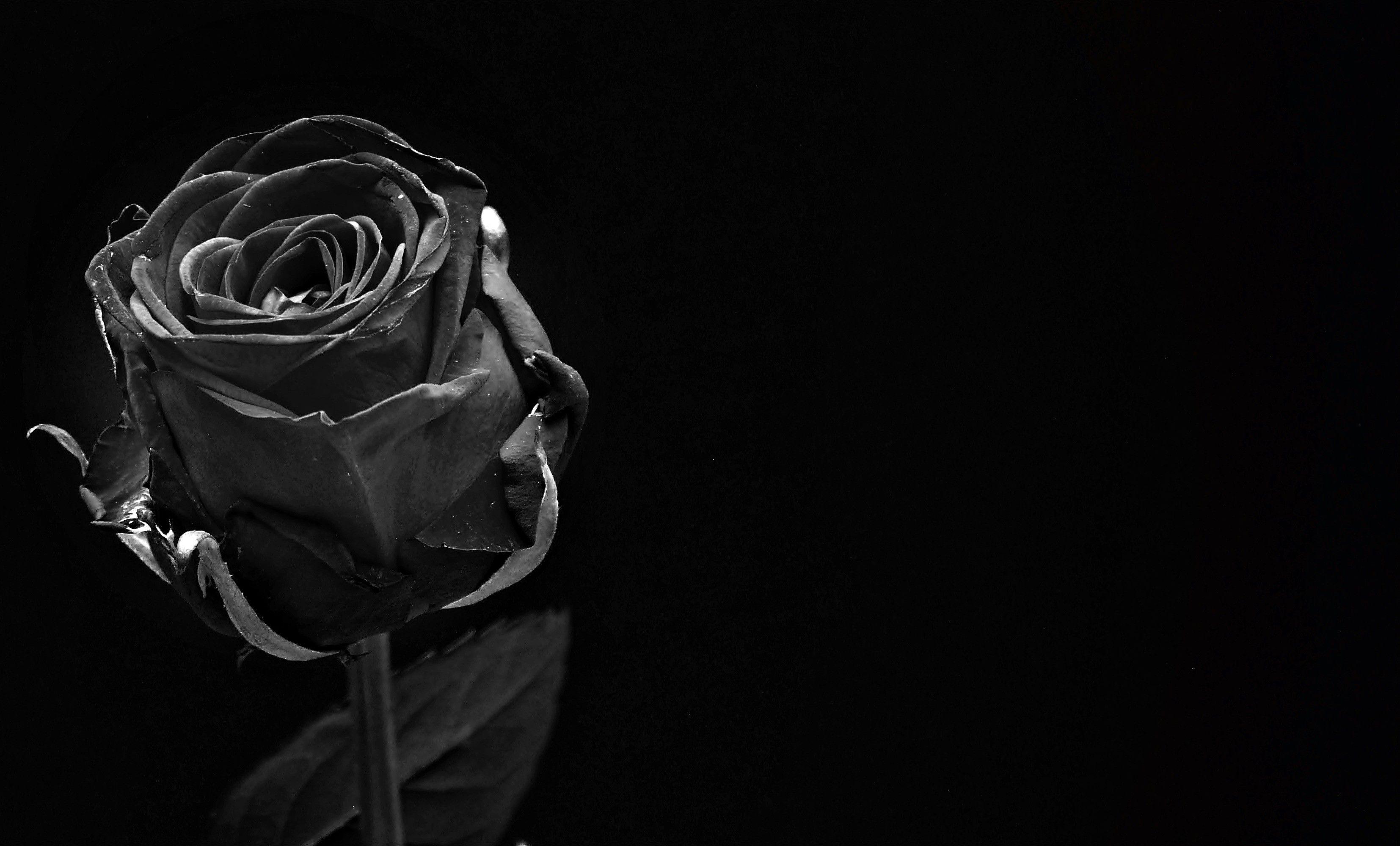 Roses with Black Background