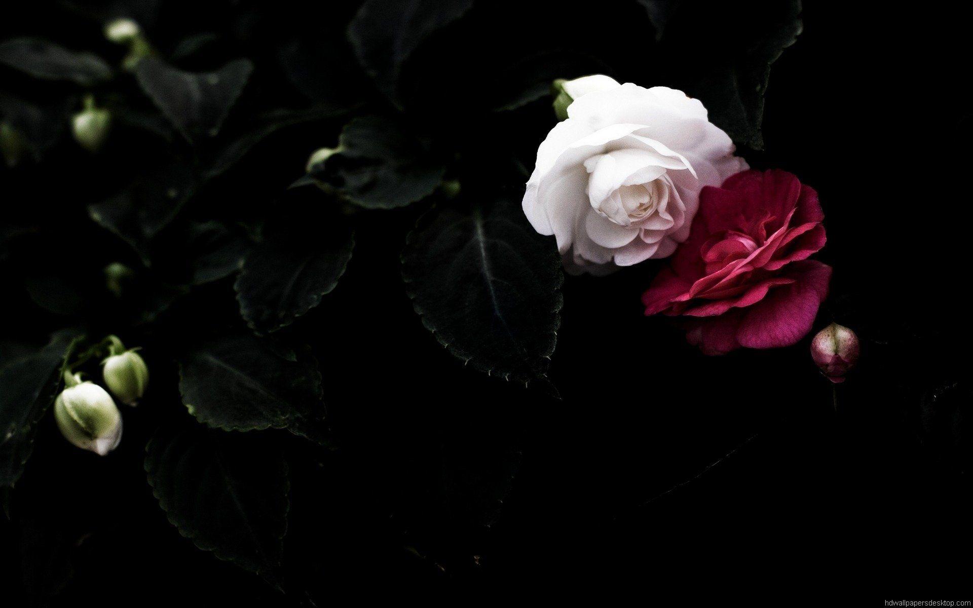 Black And White Roses Background 583251