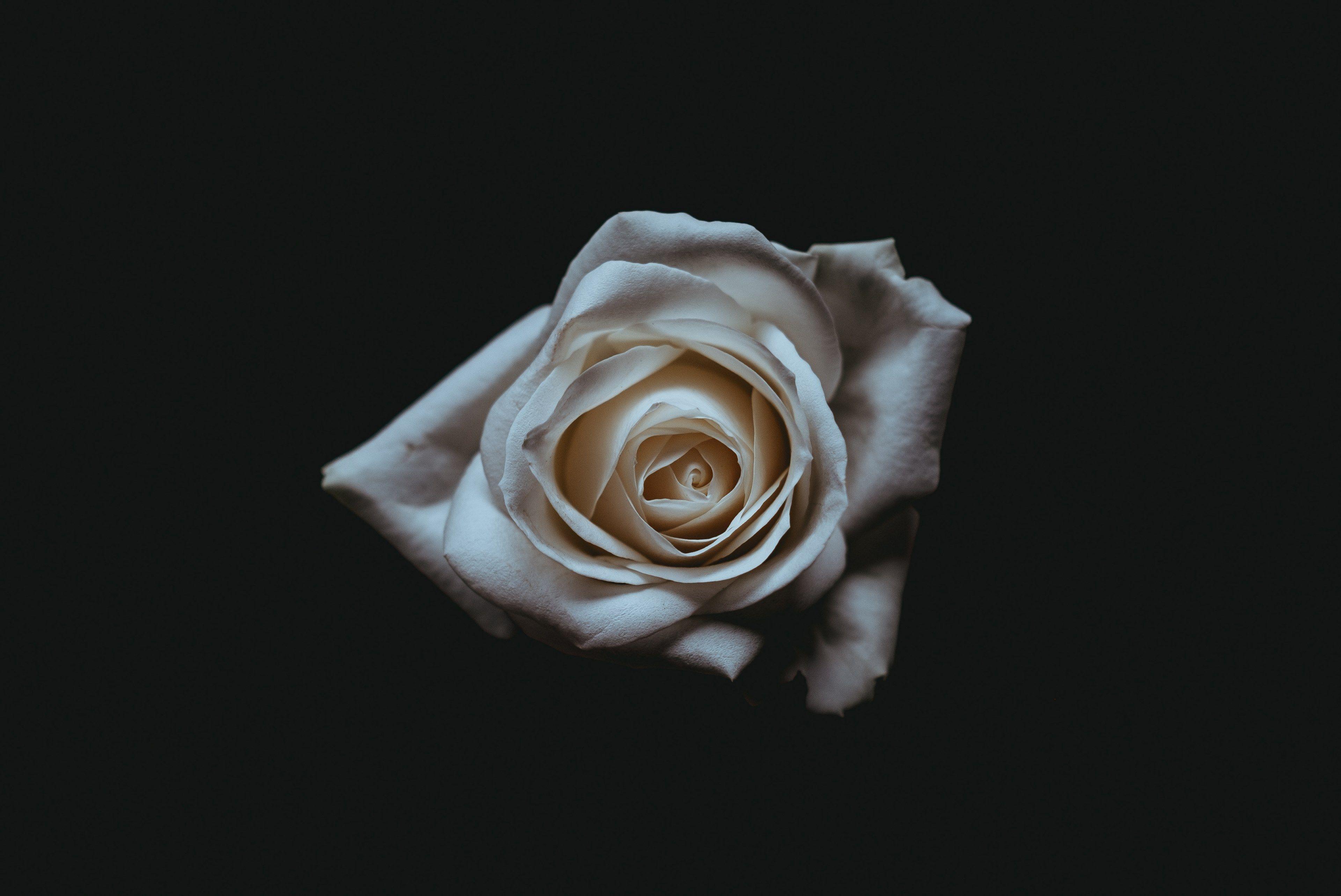 a pale white rose against a black backgroundimple white rose on a