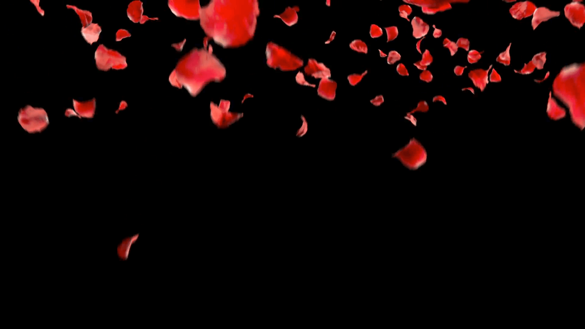 falling petals roses 3D animation on white and black background