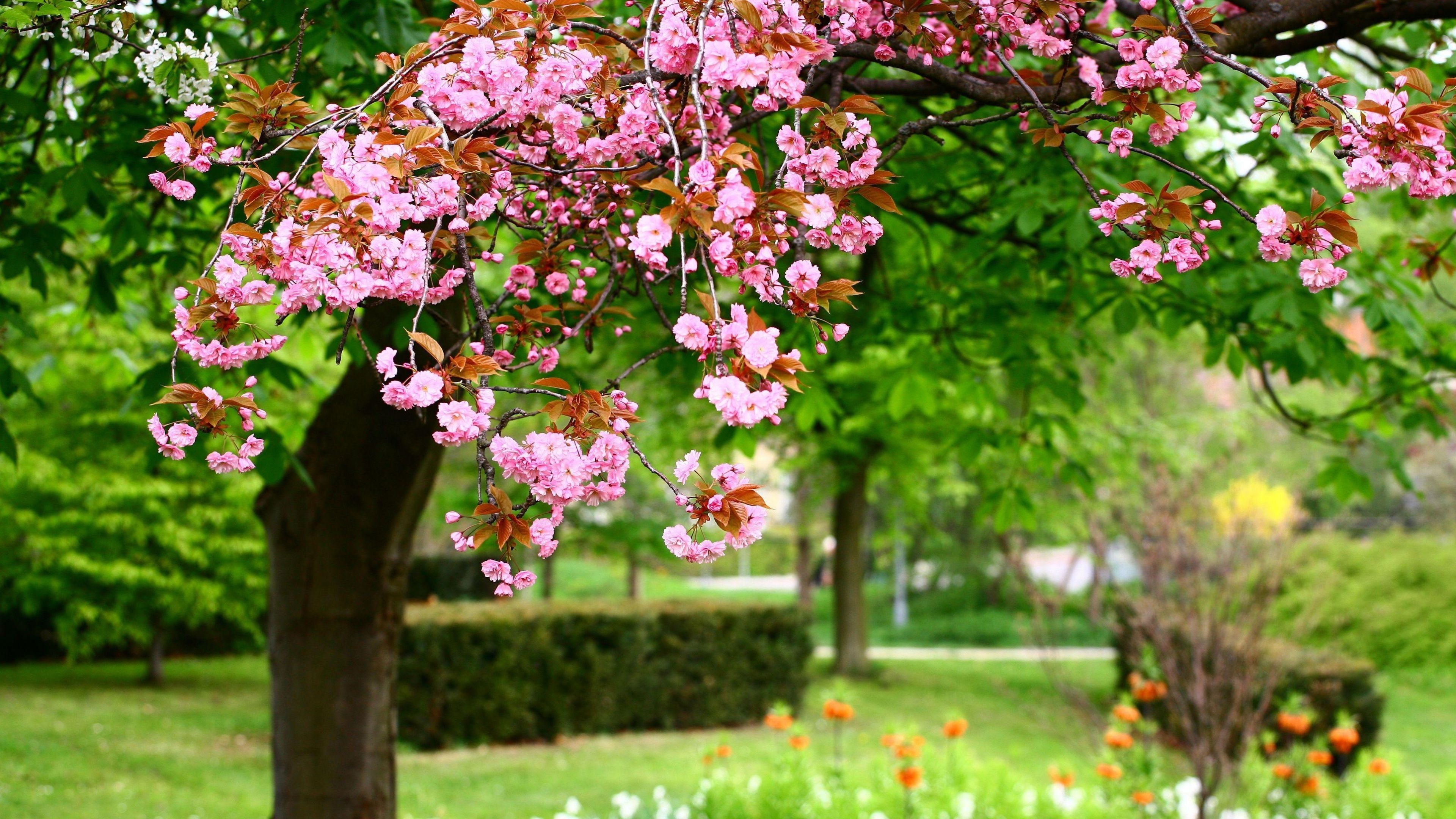 spring garden image HD. HD Background Pic