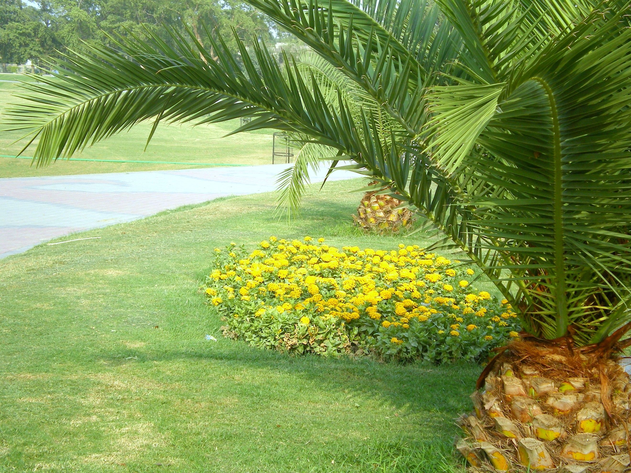 Flowers: Garden Flowers Nature Wallpaper Wide for HD 16:9 High