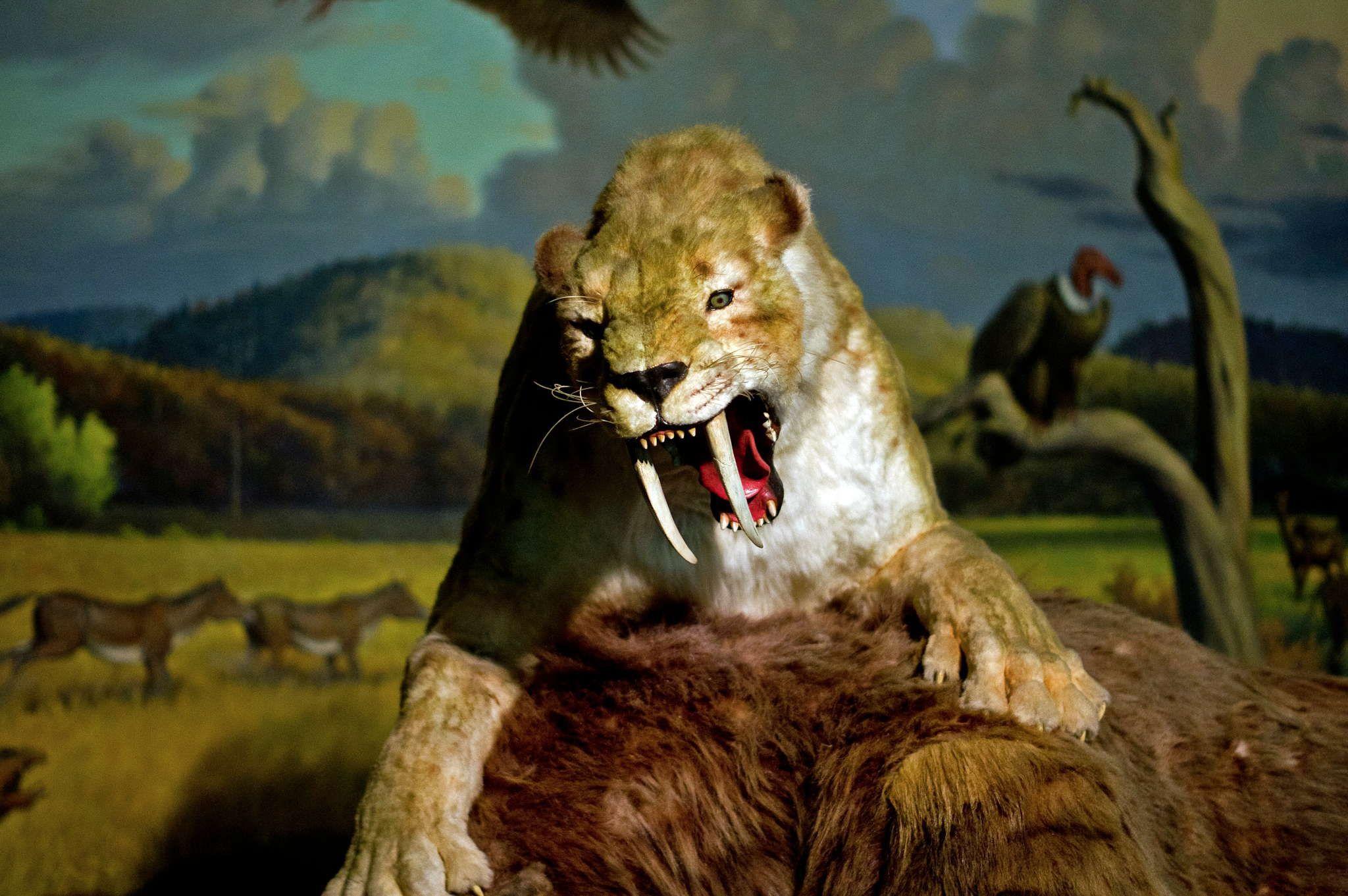 What Was the Diet of a Saber Tooth Tiger?