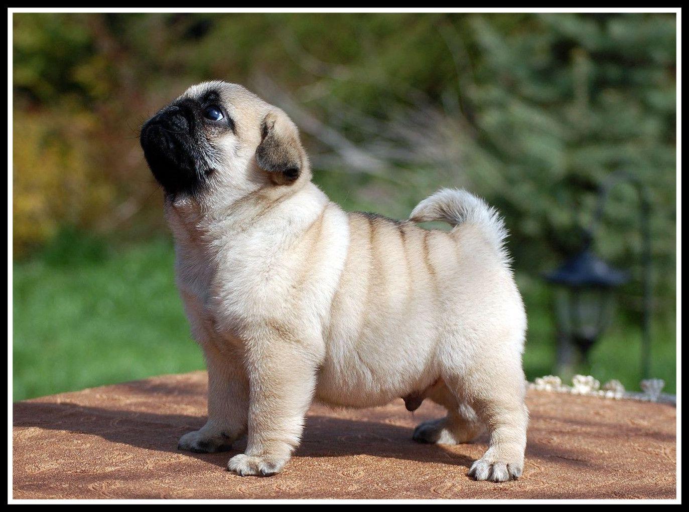 Cute Baby Pugs Wallpapers - Wallpaper Cave