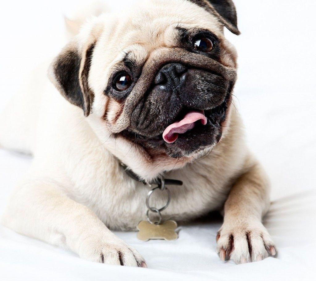Baby Pugs HD Wallpaper, Background Image