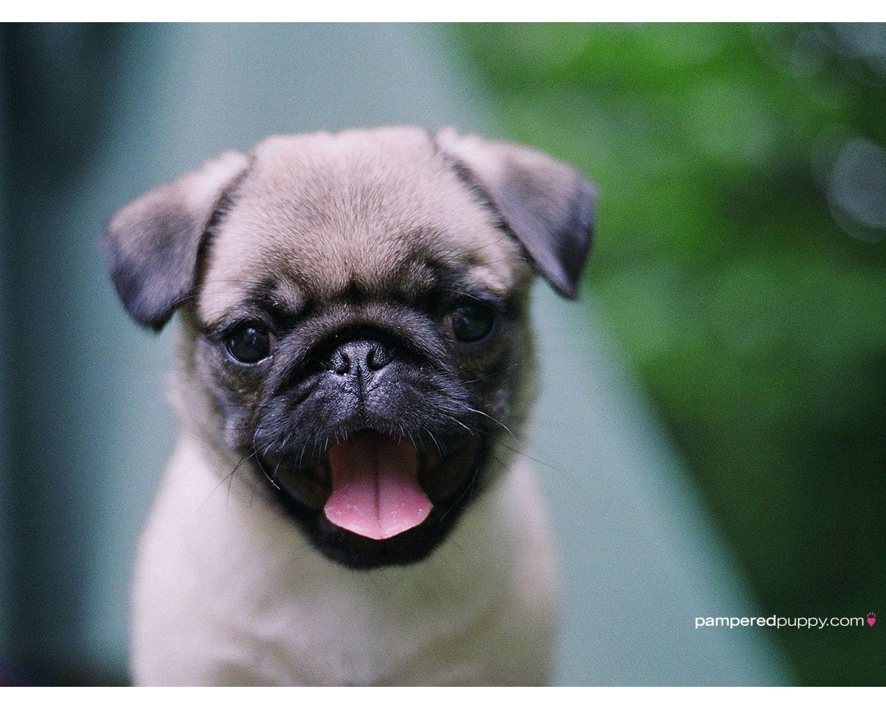 Cute Baby Pug HD Wallpaper, Background Image
