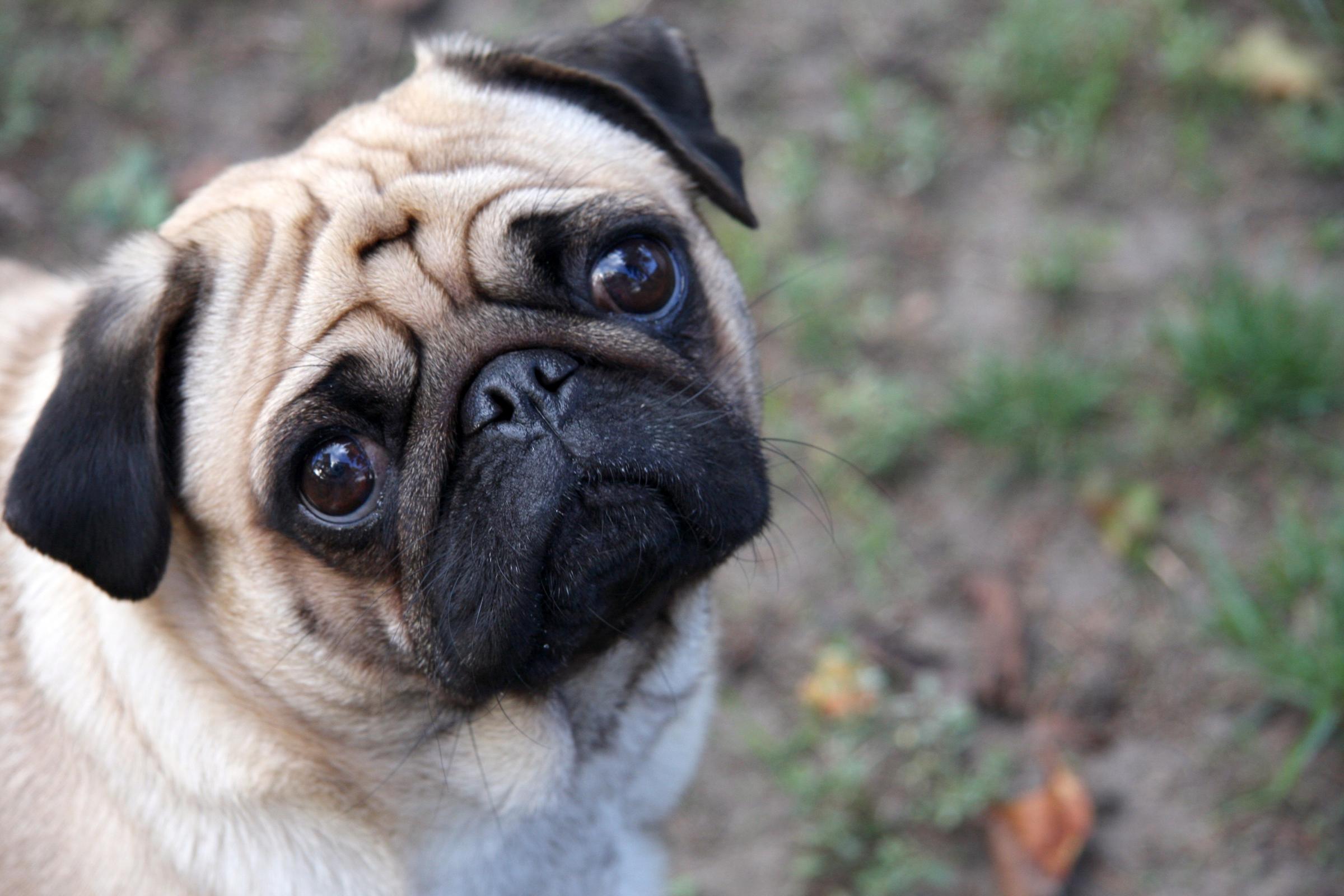 Cute Baby Pug HD Wallpaper, Background Image