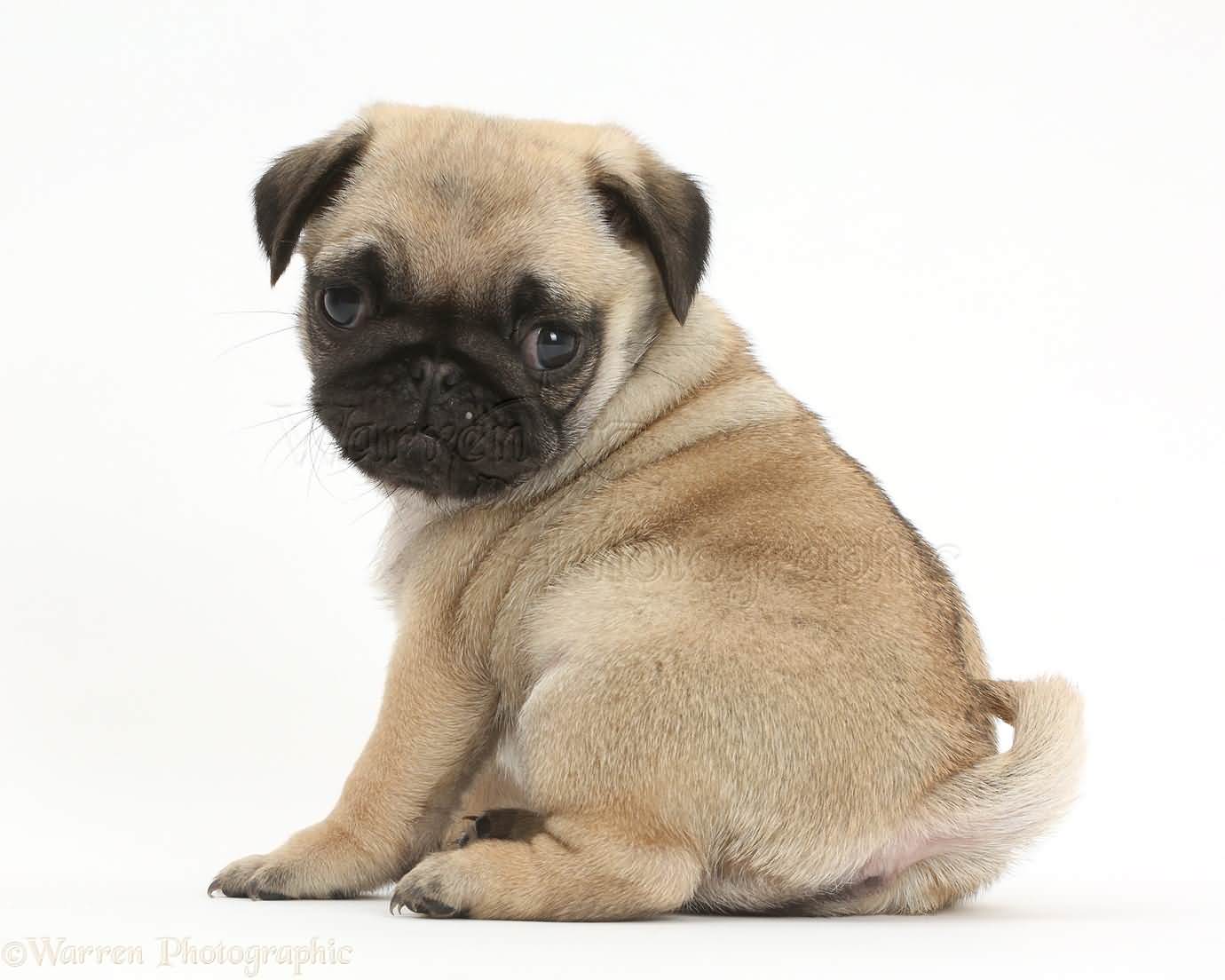 Cutest Small Pug Dog Baby Wallpaper