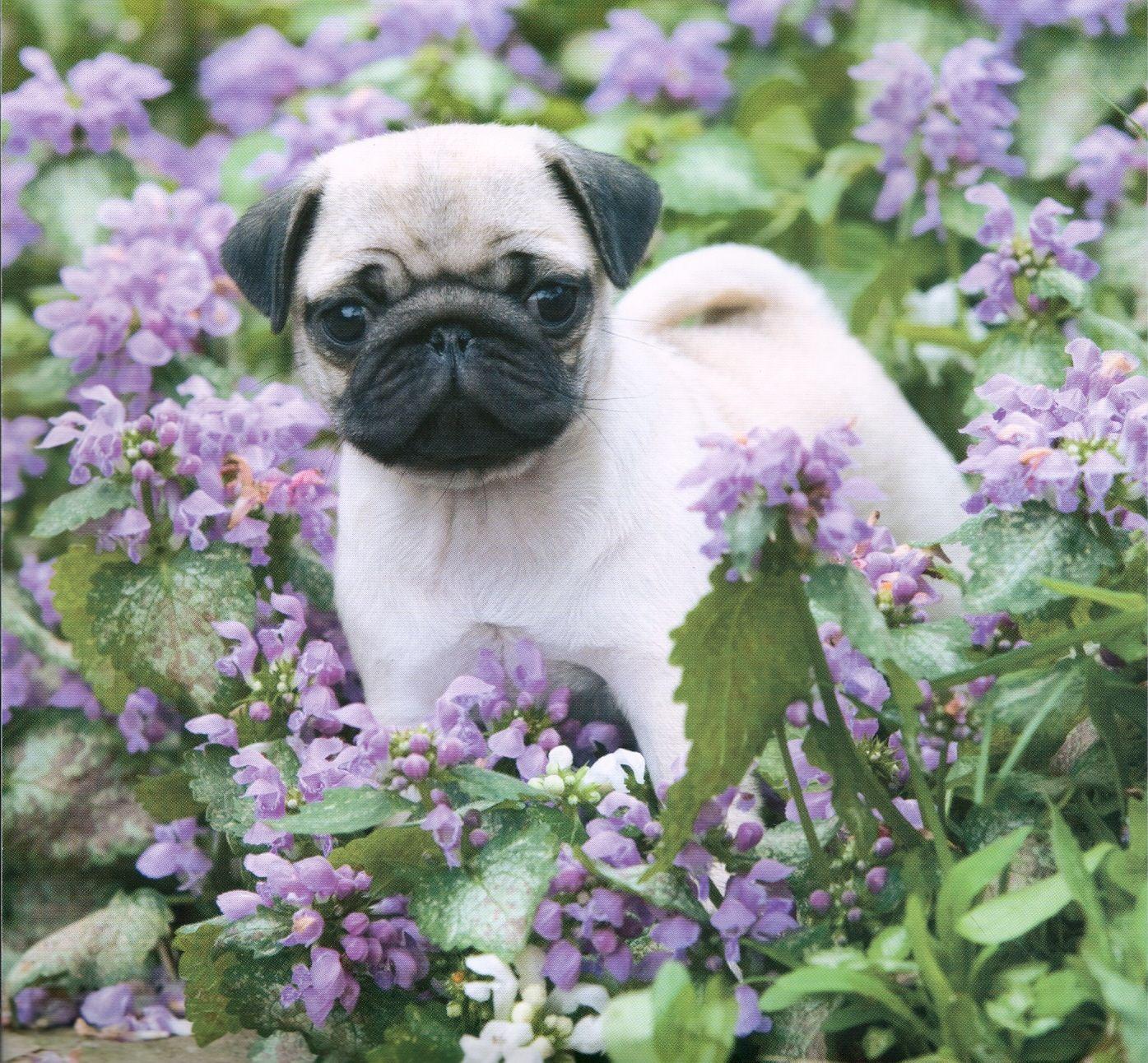 Cute Baby Pugs Wallpapers Wallpaper Cave