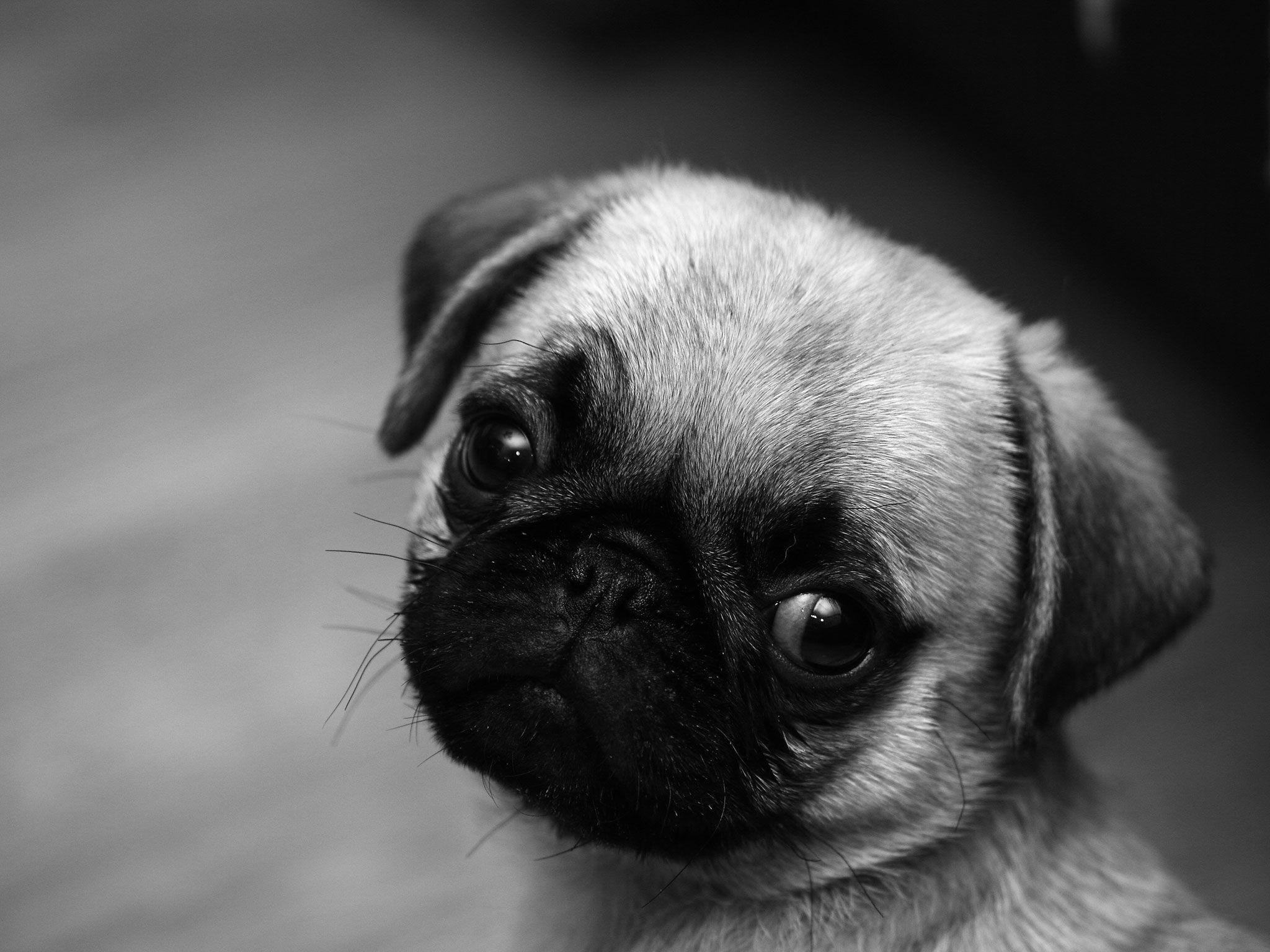 Cute Pug HD Wallpaper, Background Image