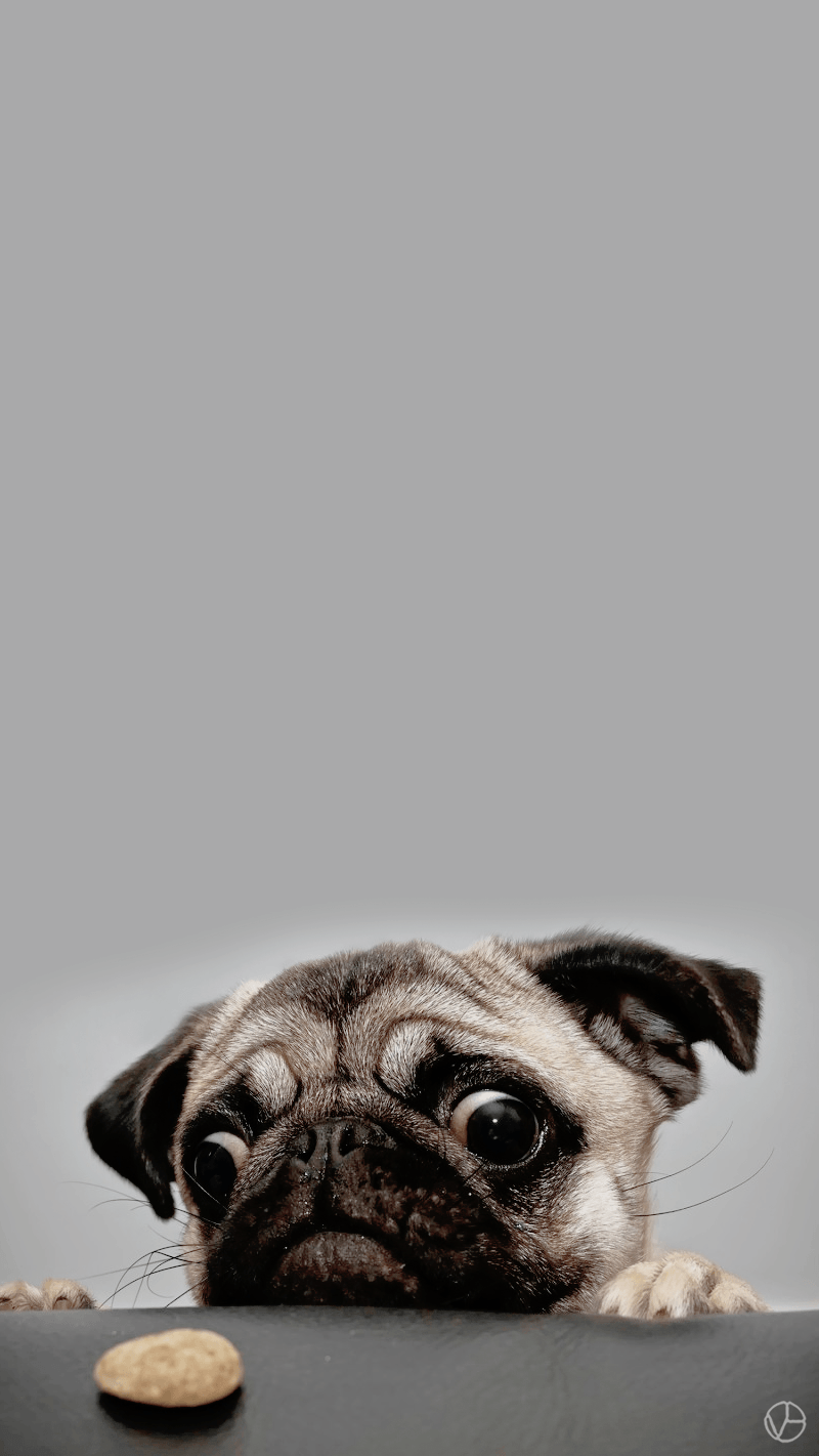 pugs wallpaper. Dogs. Pug wallpaper