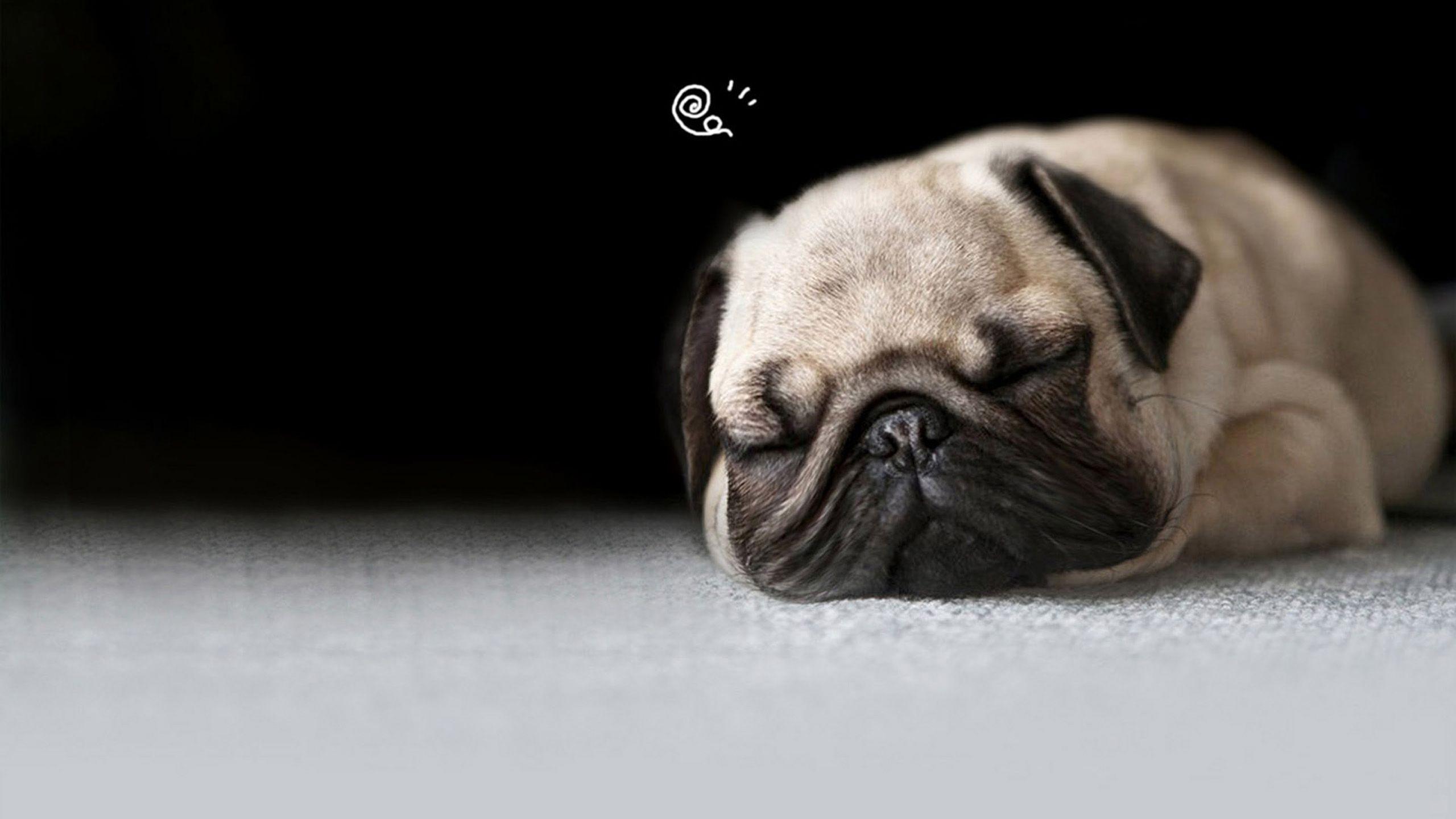 Free Desktop Pug Wallpaper