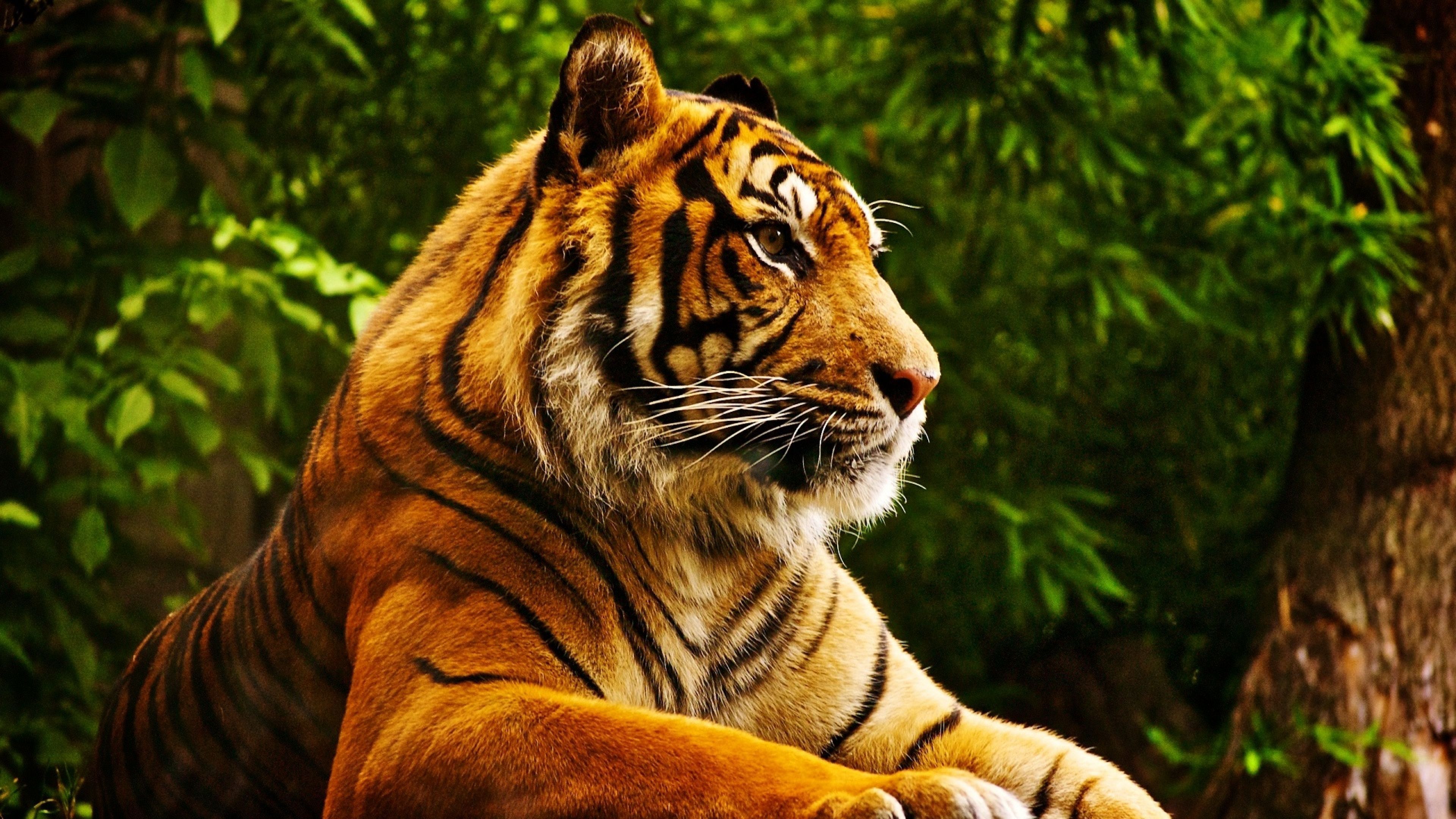 Tiger Nature Animals Photo Wallpaper HD Wallpaper