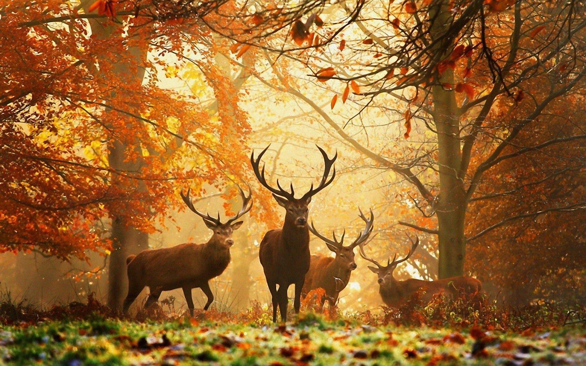 Wallpapers Nature Animals HD Wallpaper Cave