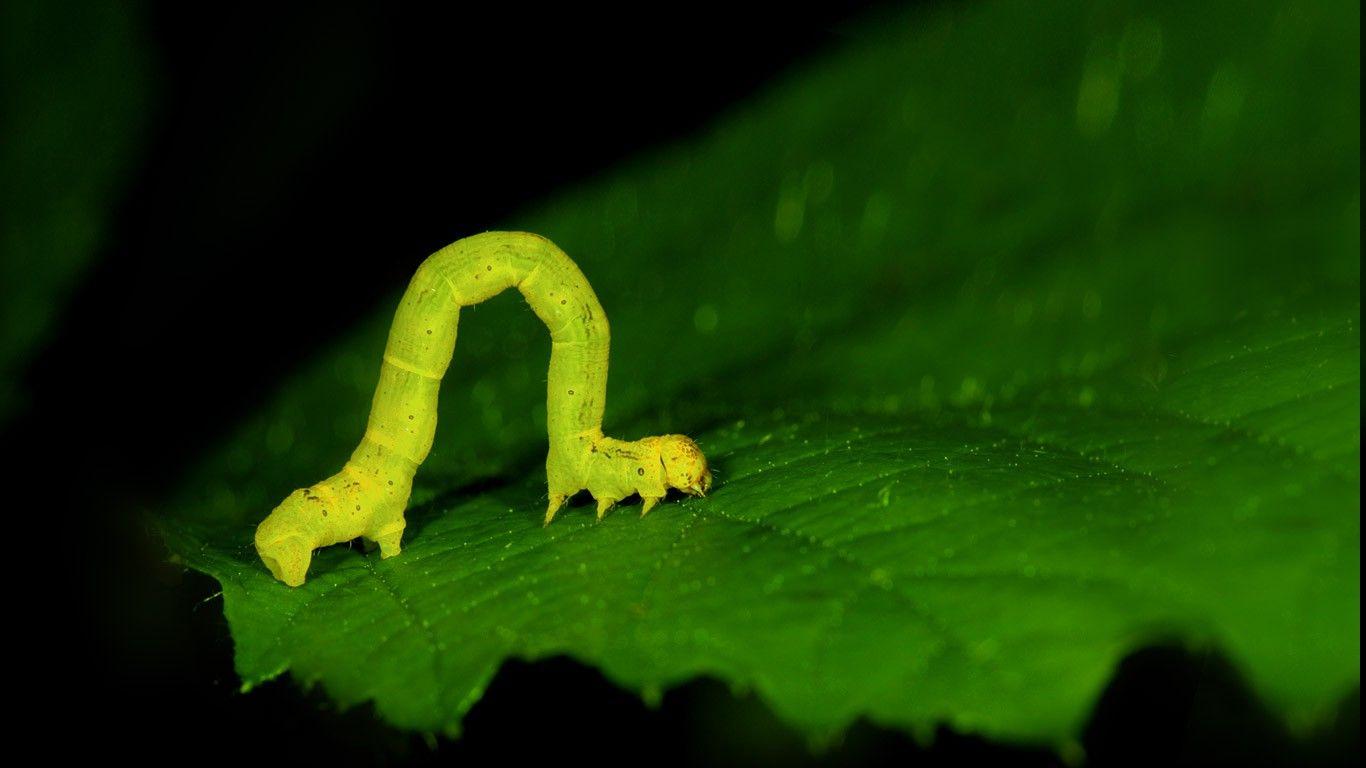 inch Worm, Worm, Nature, Animals Wallpaper HD / Desktop and Mobile