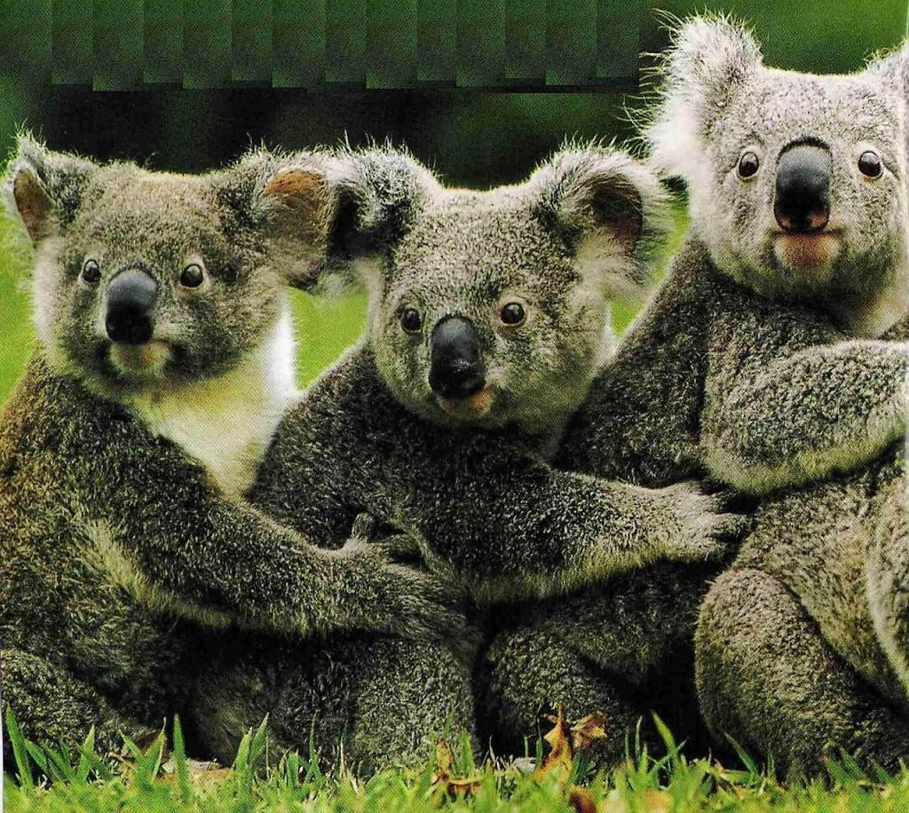 Koala Bears, Koala Bears wallpaper, Koala Bears picture, Koala Bears