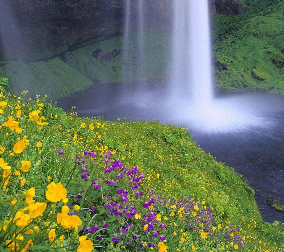 flowers for flower lovers.: Flowers sceneries desktop HD wallpaper