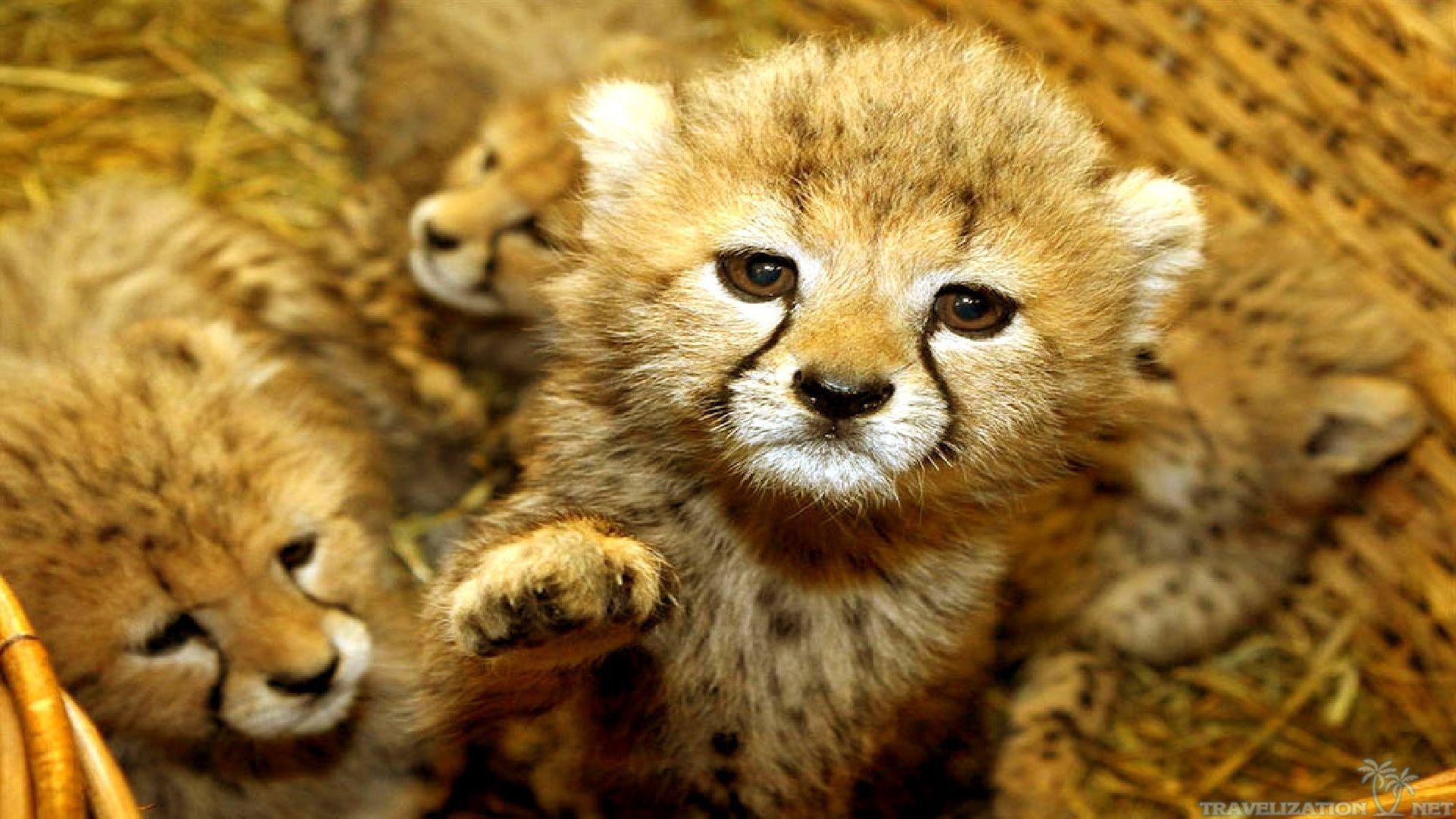 cute-baby-animal-pictures-wallpapers-wallpaper-cave