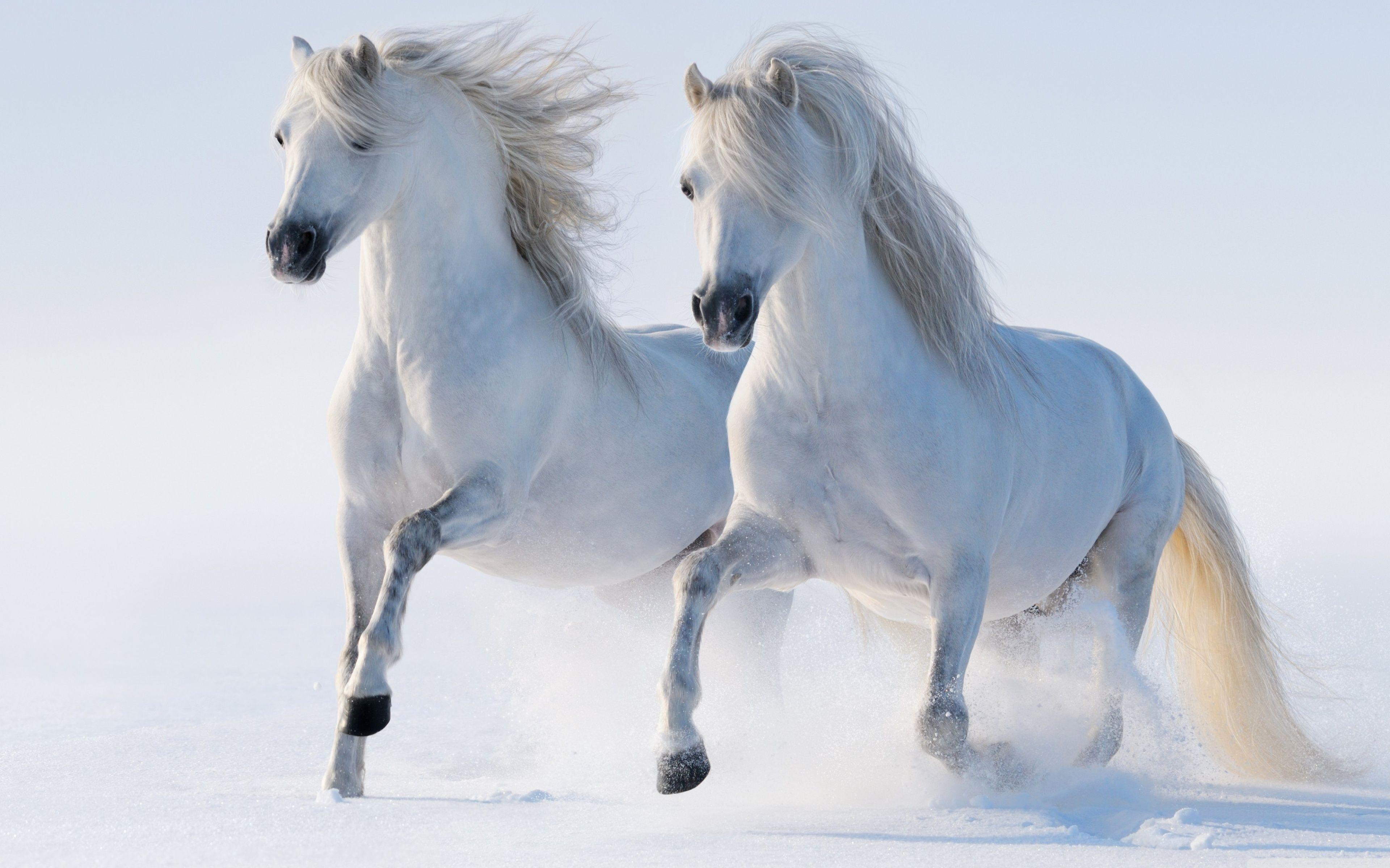 WallpaperWide.com ❤ Horses HD Desktop Wallpaper for 4K Ultra HD