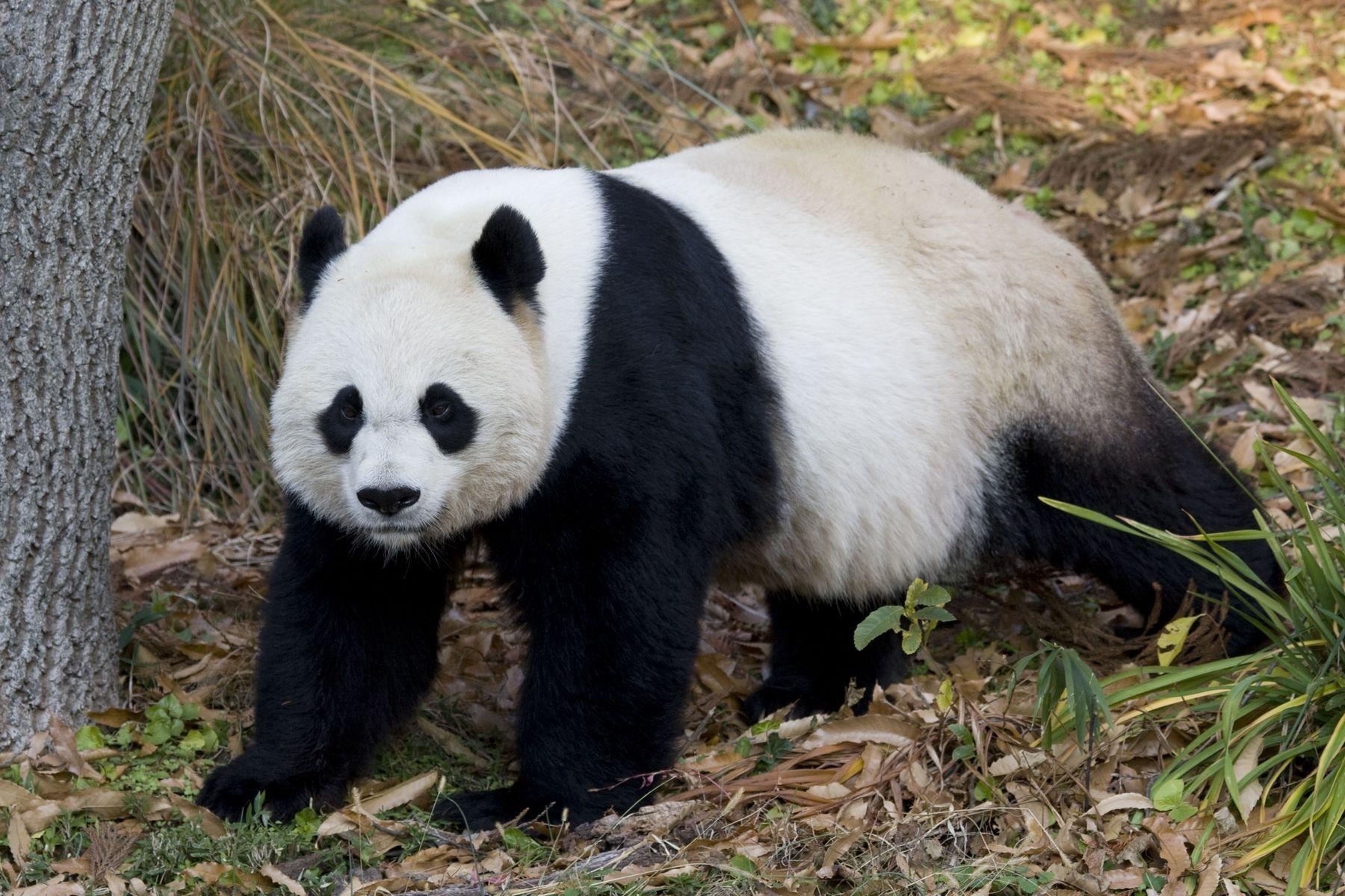 Mei Xiang, a giant panda at the Smithsonian's National Zoo