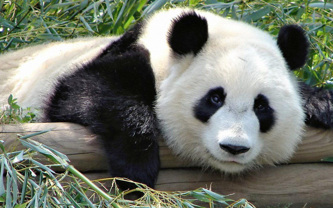 Animals Panda Nature Wallpaper